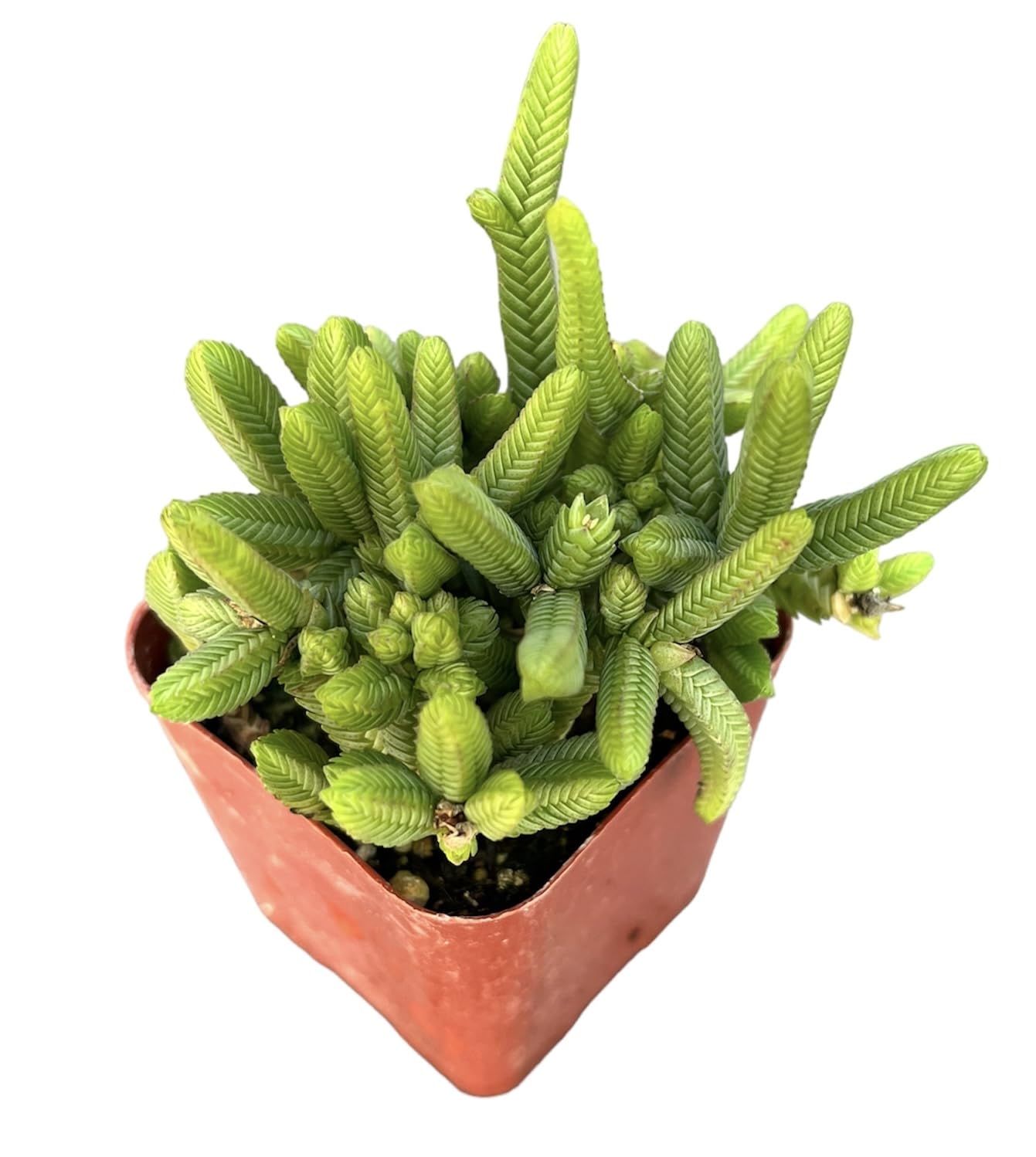 Live Succulent Cactus Plants for Home Office Decor - 2"pot Crassula Pyramidalis