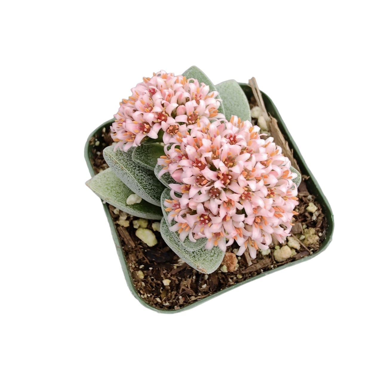 Live Cactus and Succulent plants for Home Office Decor - 2"pot Crassula morgan's beauty