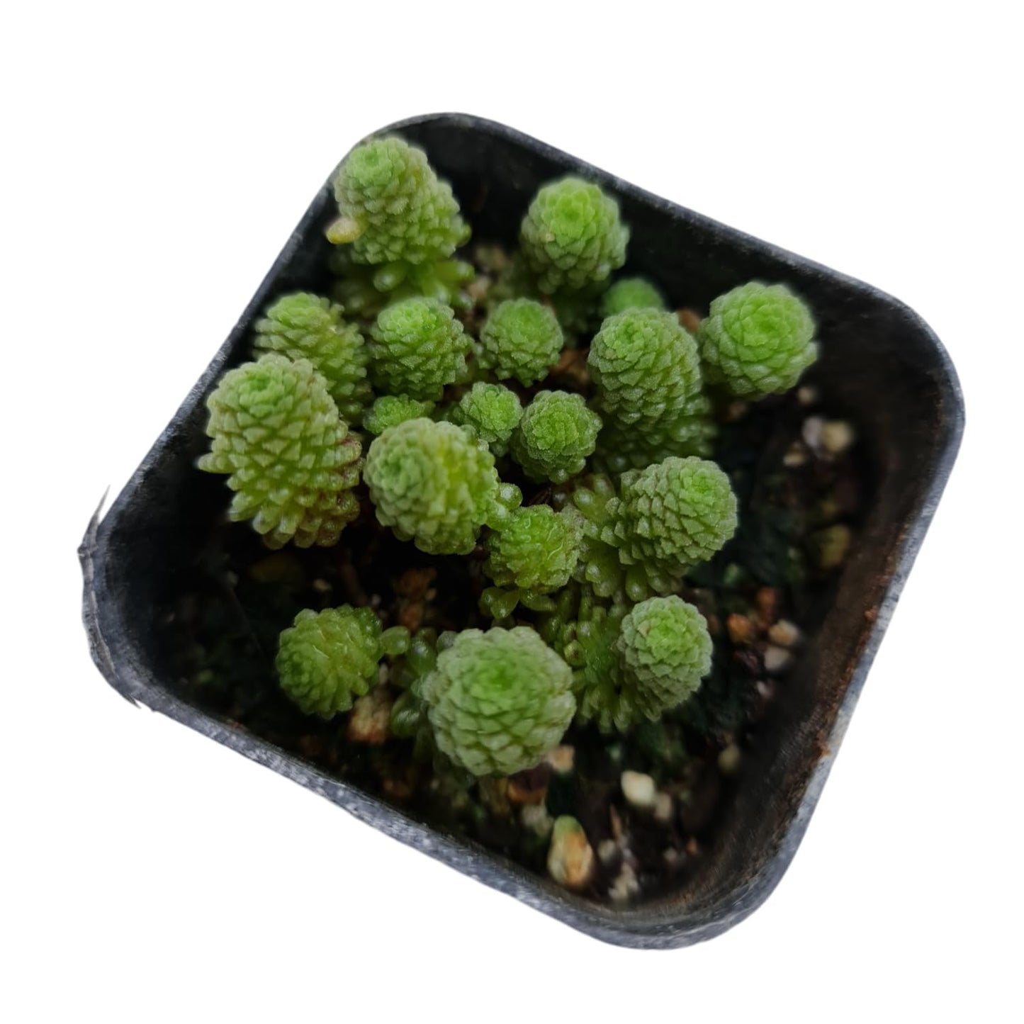 Rare Live Succulent Cactus Plants for Home Office Decor (2" Pot Variegated Delosperma echinatum - Variegated Pickle Plant) - Variant 17