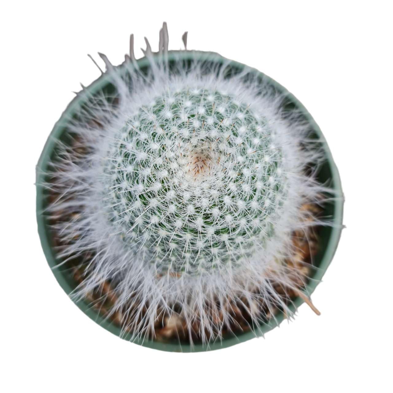 Live Cactus Plants from USKC (2" Pot Opuntia Maverick Variegated) - 4"pot Old Lady Cactus