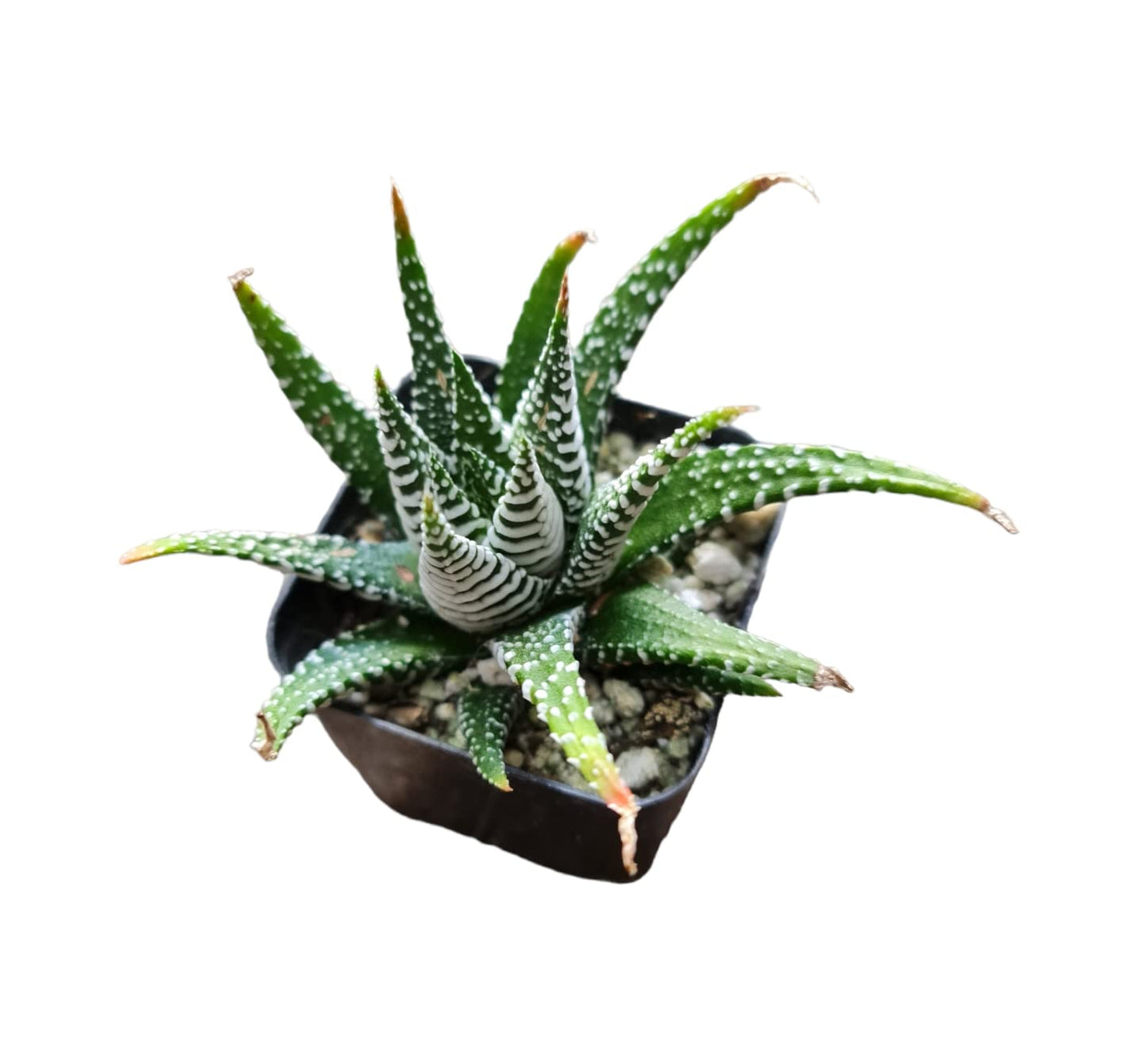 Live Haworthia Plants for Home Office Decor - 2"pot Fasciata