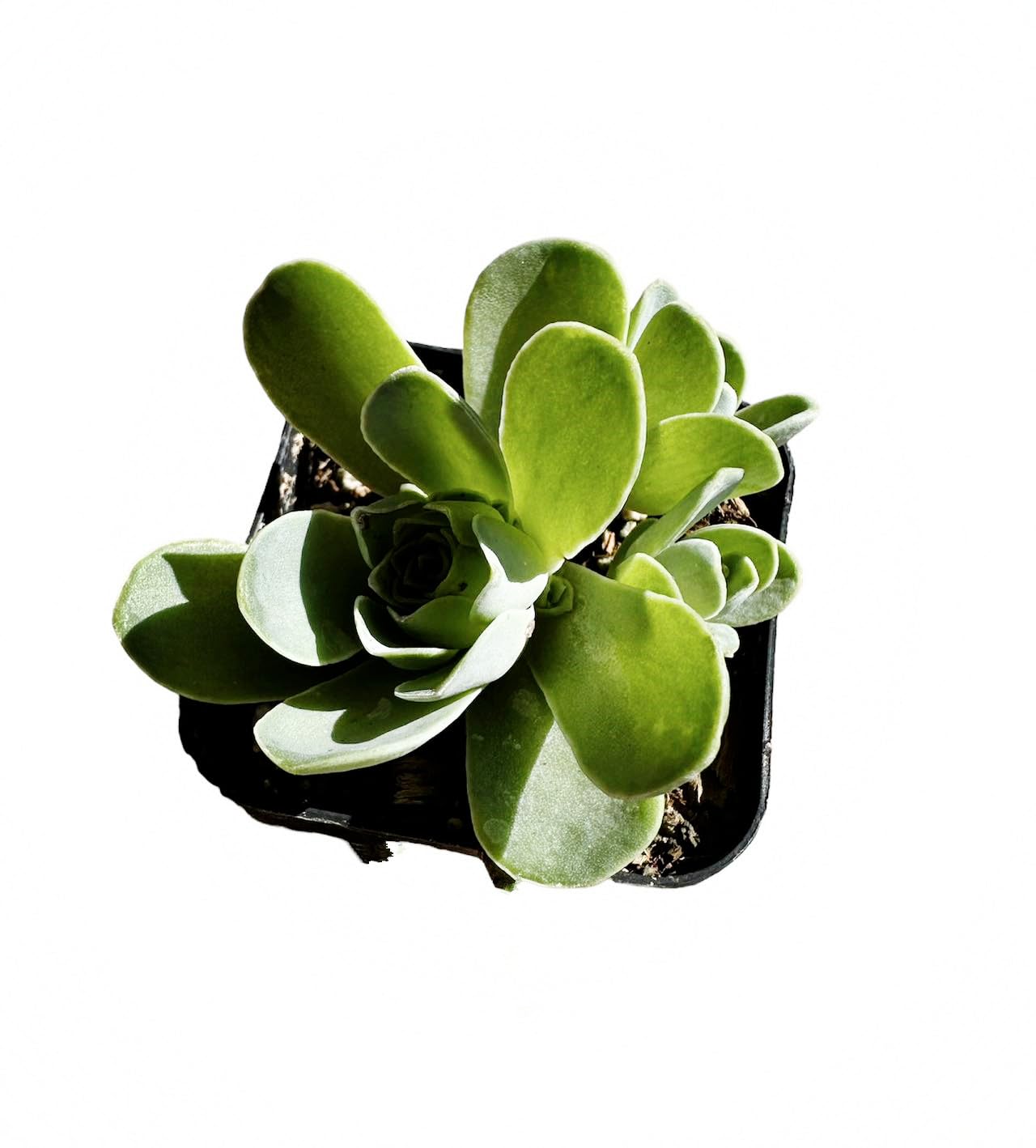 Rare Live Succulent Cactus Plants for Home Office Decor (2" Pot Variegated Delosperma echinatum - Variegated Pickle Plant) - Variant 21