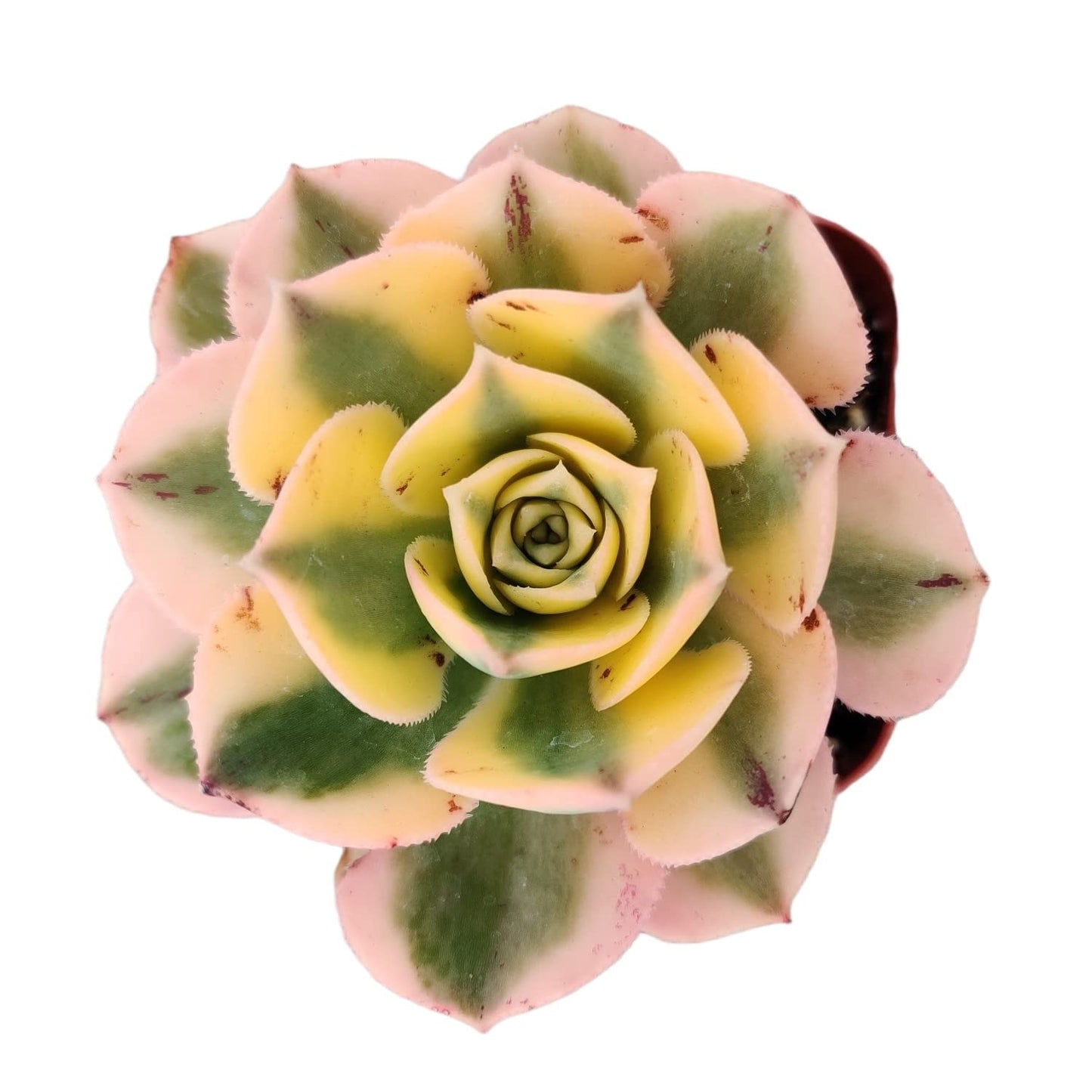 Live Succulent Cactus Plants from USKC (2" Pot) (Euphorbia Mammillaris Variegata) - Variant 29