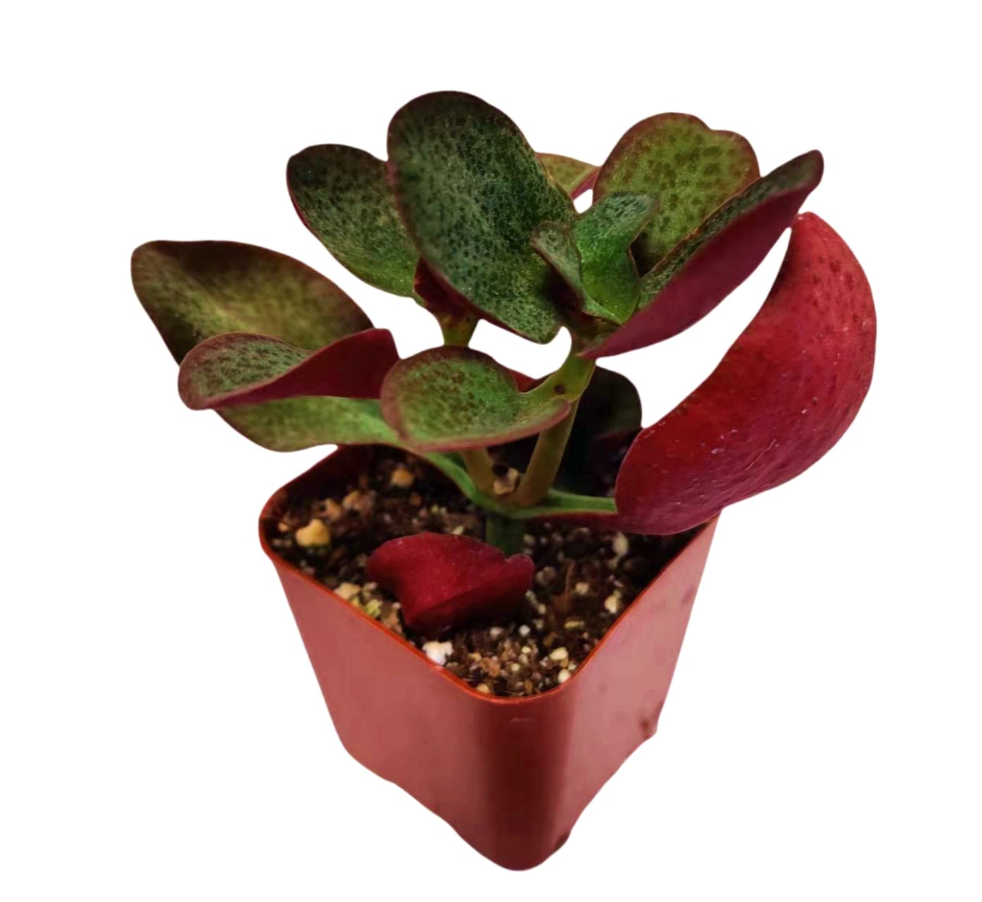 Live Succulent Cactus Plants from USKC (2" Pot) (Euphorbia Mammillaris Variegata) - Crassula Streyi 'Pondo Cliff'