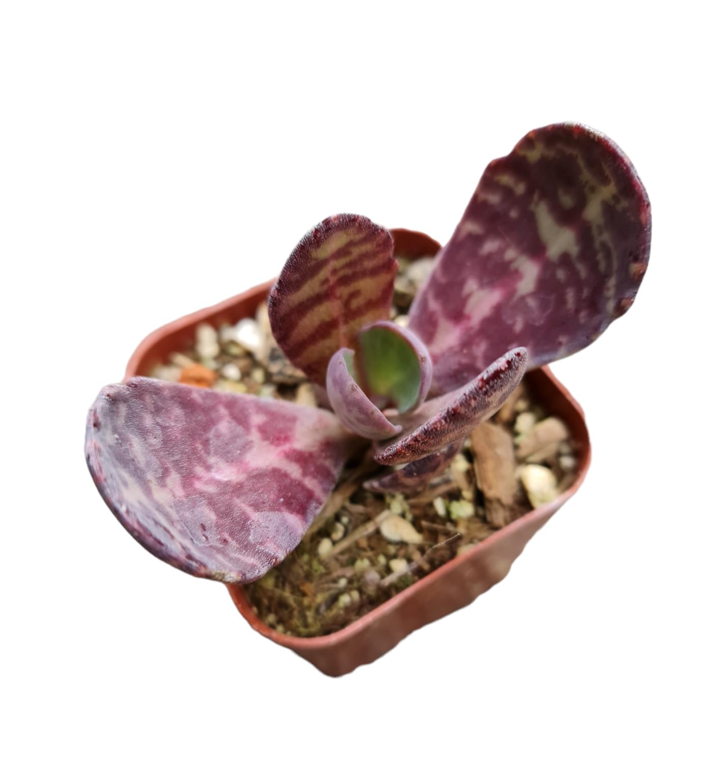 Live Cactus and Succulent plants for Home Office Decor - Variant 30