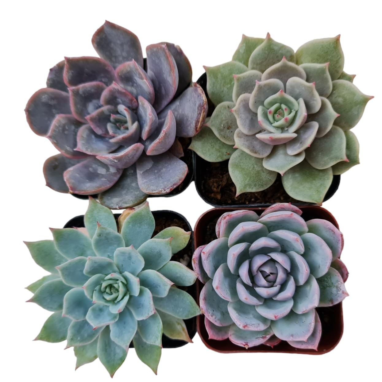 Live Succulent Cactus Plants Collection for Home Decor - 2"Pot Echeveria 4PK Random types