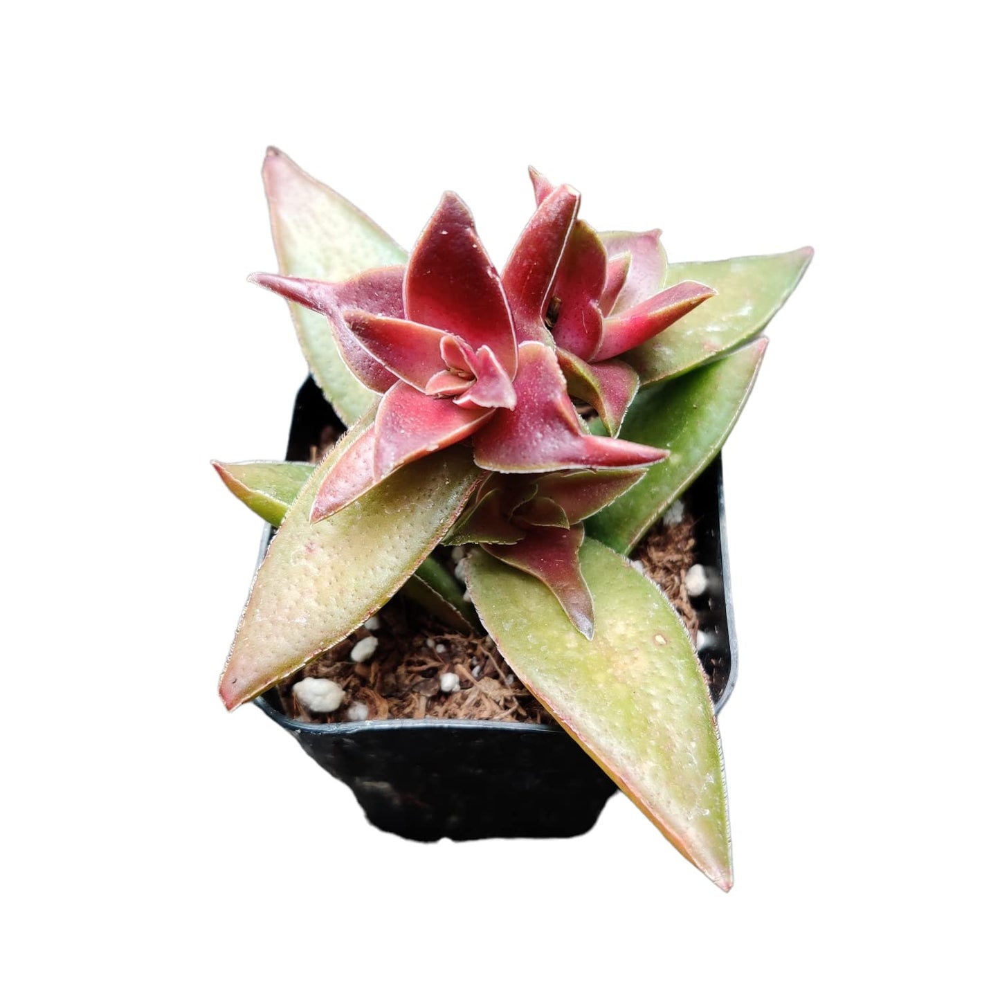 Live Succulent Cactus Plants for Home Office Decor - Variant 64