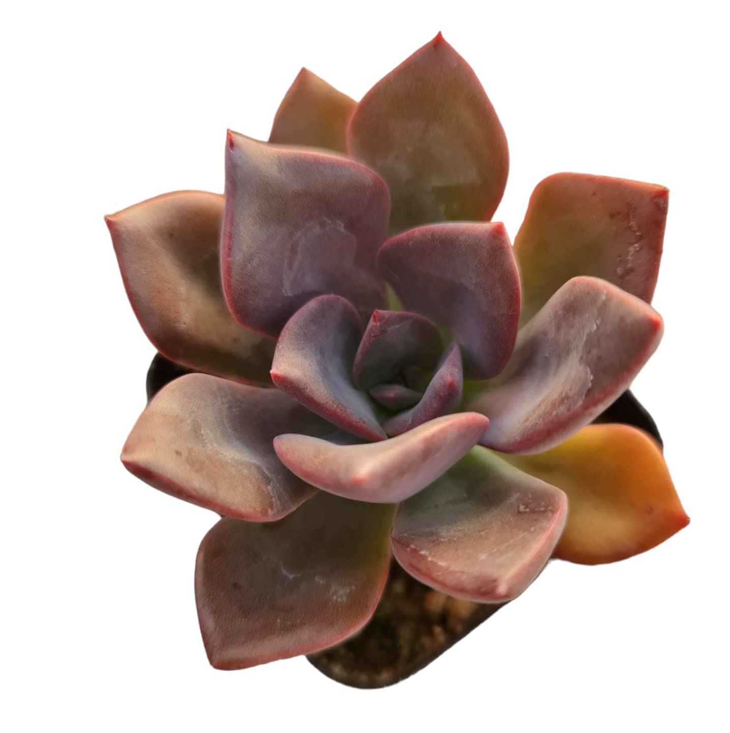 Live Succulent Cactus Plants for Home Office Decor - Variant 62