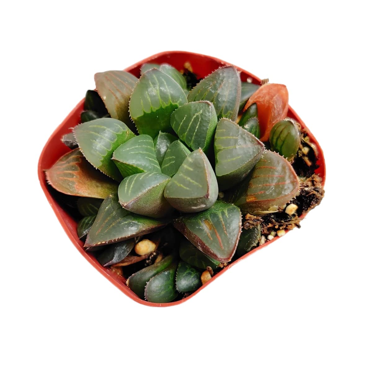Live Haworthia Plants for Home Office Decor - 2"pot Retusa