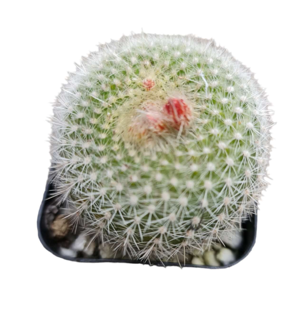 Live Cactus and Succulent plants for Home Office Decor - Variant 29