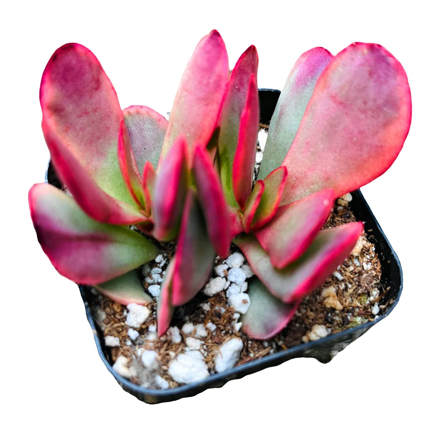 Live Succulent Cactus Plants from USKC (2" Pot) (Euphorbia Mammillaris Variegata) - Crassula Platyphylla Variegated