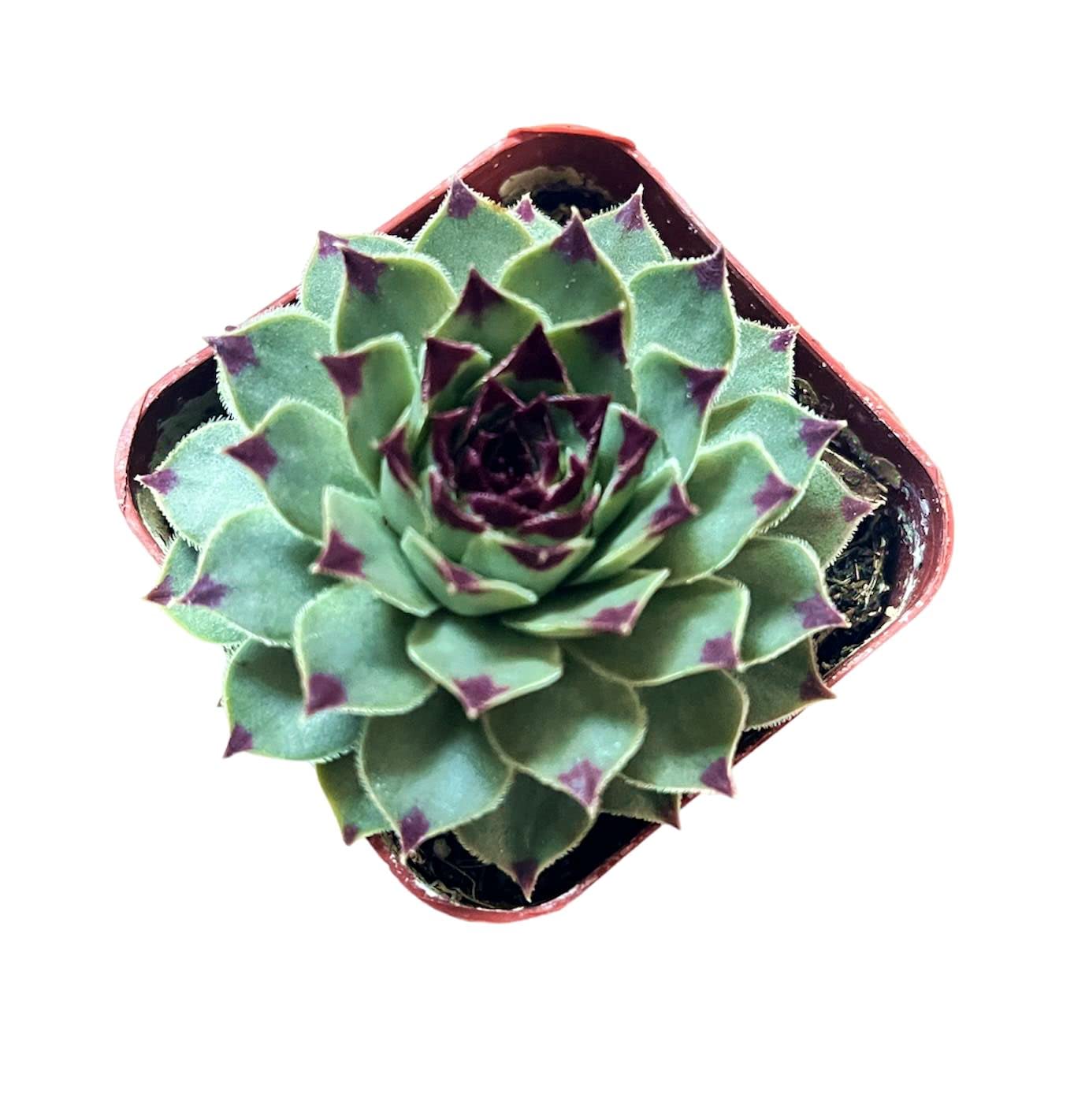 Live Succulent Cactus Plants (2" Pot Crassula Estagnol Spiralis) - Variant 31