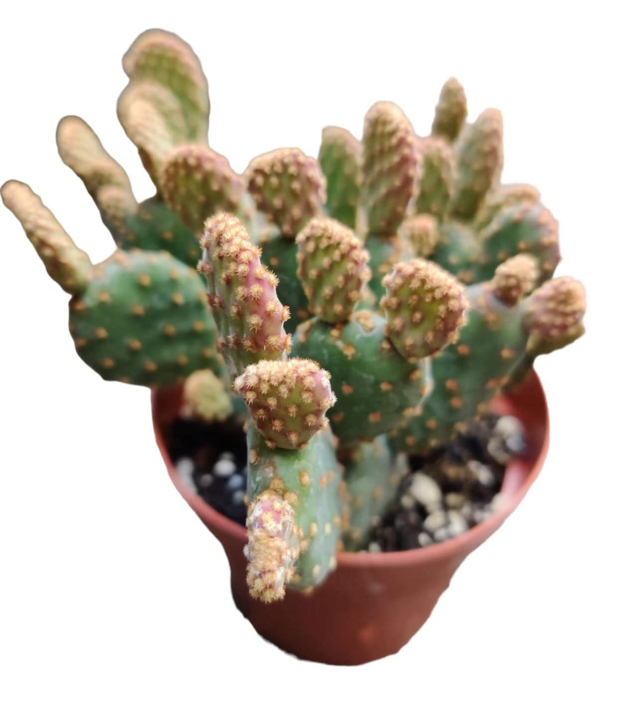 Live Cactus and Succulent plants for Home Office Decor - Variant 35