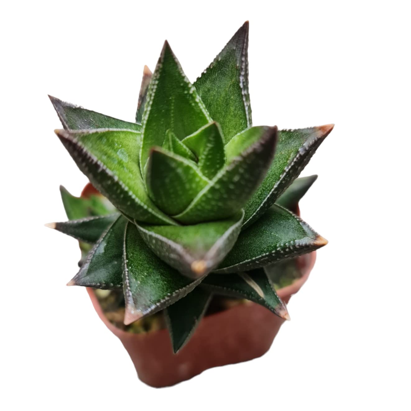Live Haworthia Plants for Home Office Decor