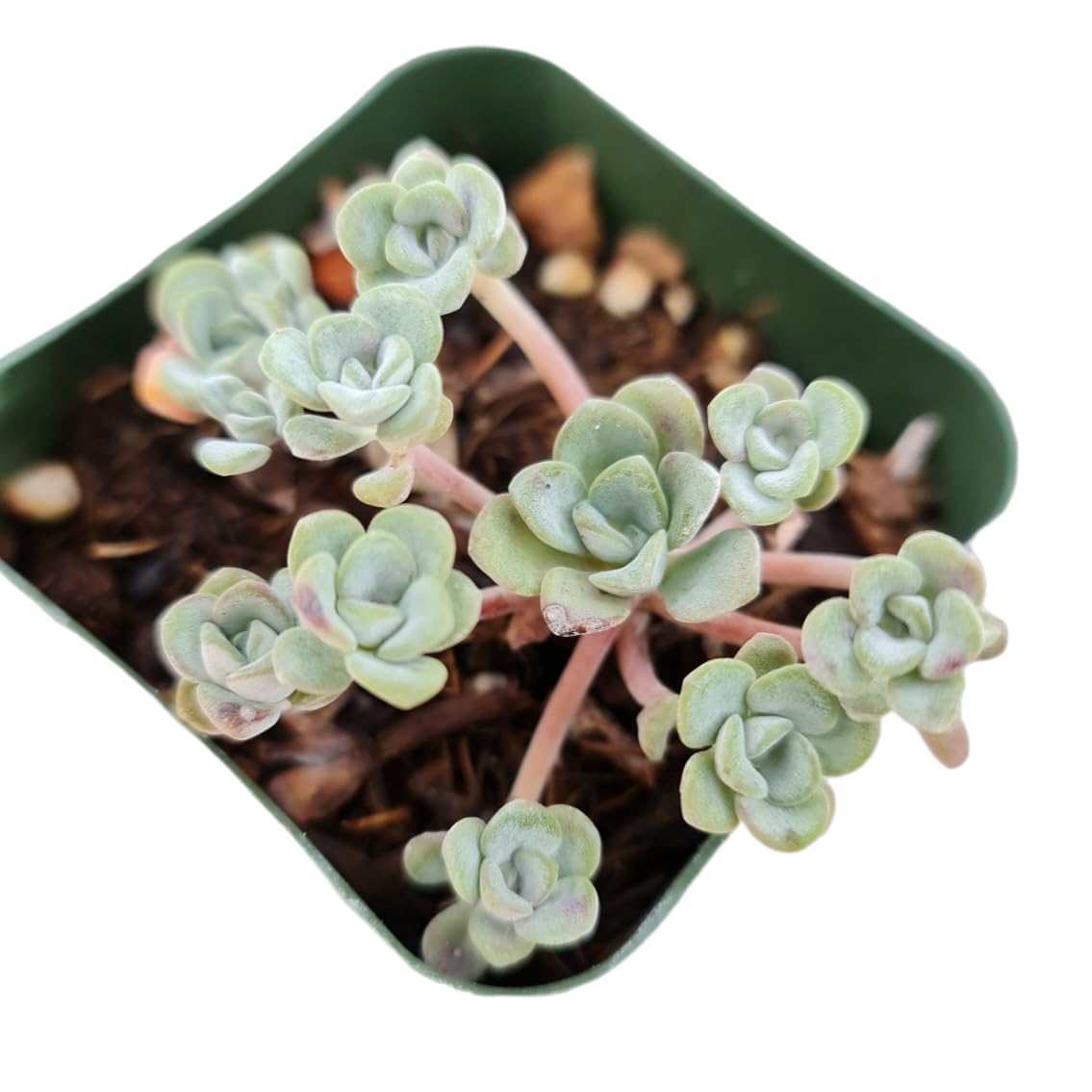 Live Sedum plants Succulent plants for Home Decor - 2"pot spathulifolium ‘Cape Blanco’