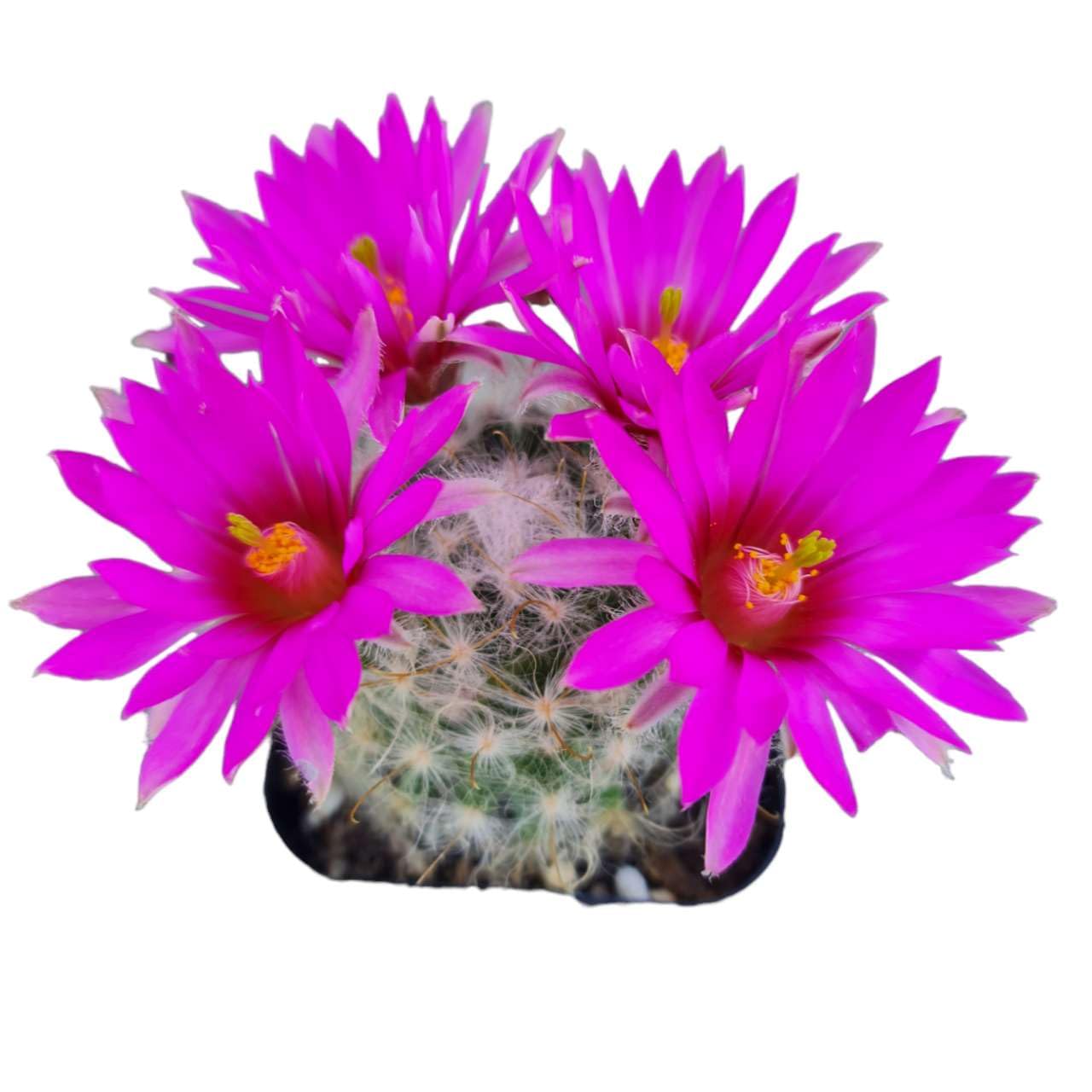 Live Mammillaria Cactus Plants Collection for Home Decor 2"pot - Guelzowiana