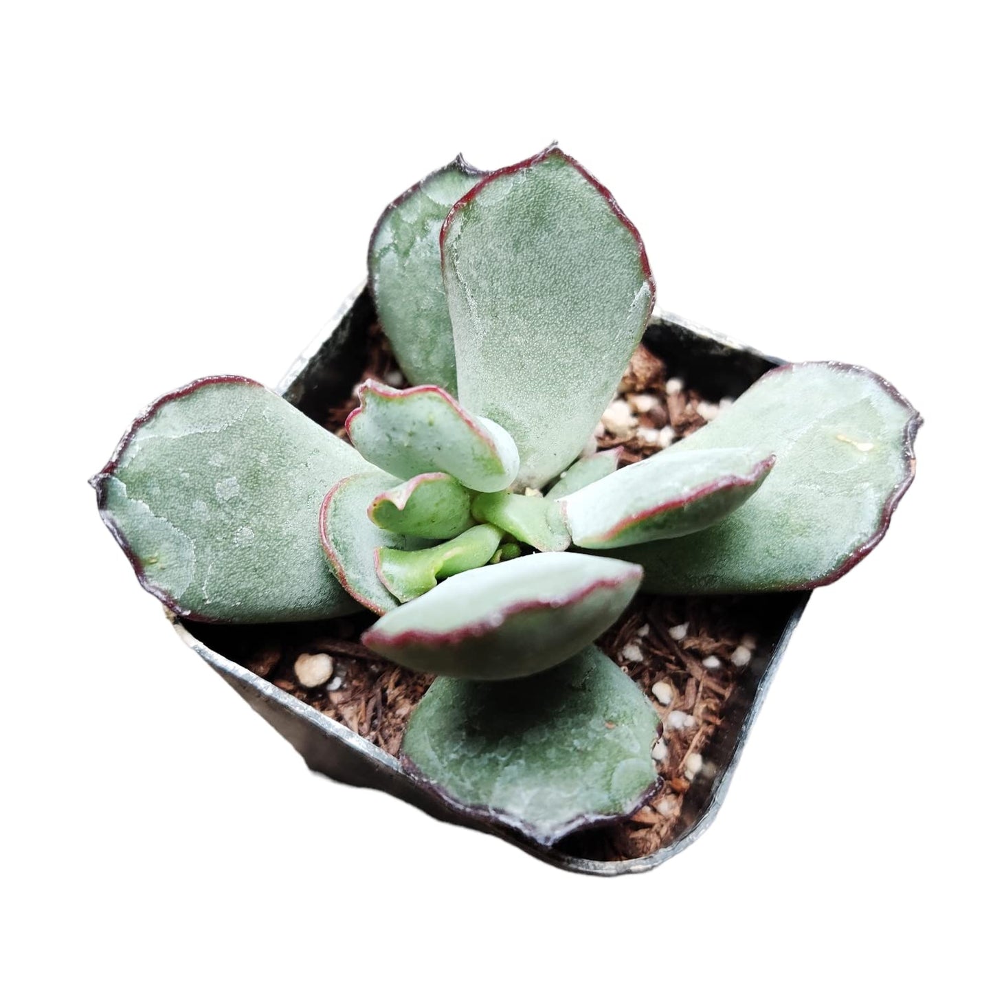 Rare Live Succulent Cactus Plants for Home Office Decor (2" Pot Variegated Delosperma echinatum - Variegated Pickle Plant) - 2"pot Cotyledon 'Choco Line'