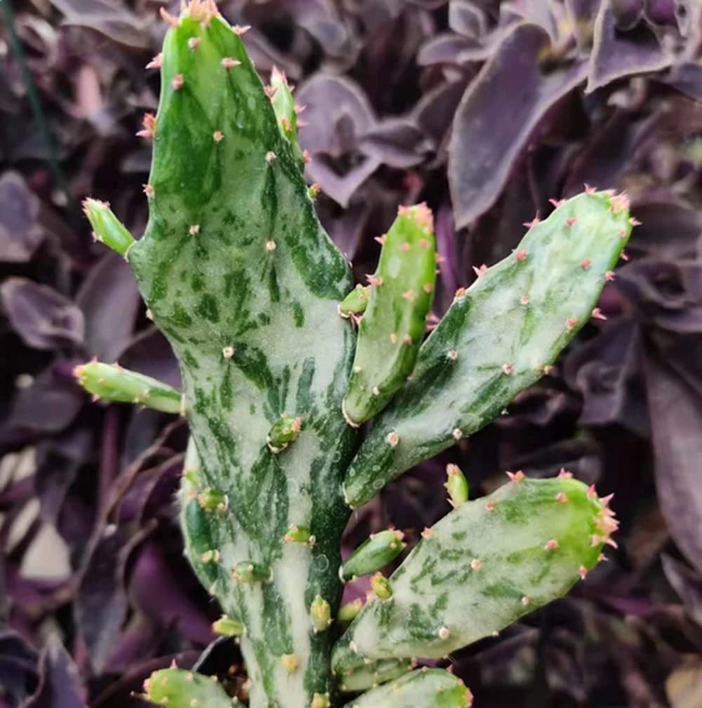 Live Cactus Plants from USKC (2" Pot Opuntia Maverick Variegated) - Variant 12
