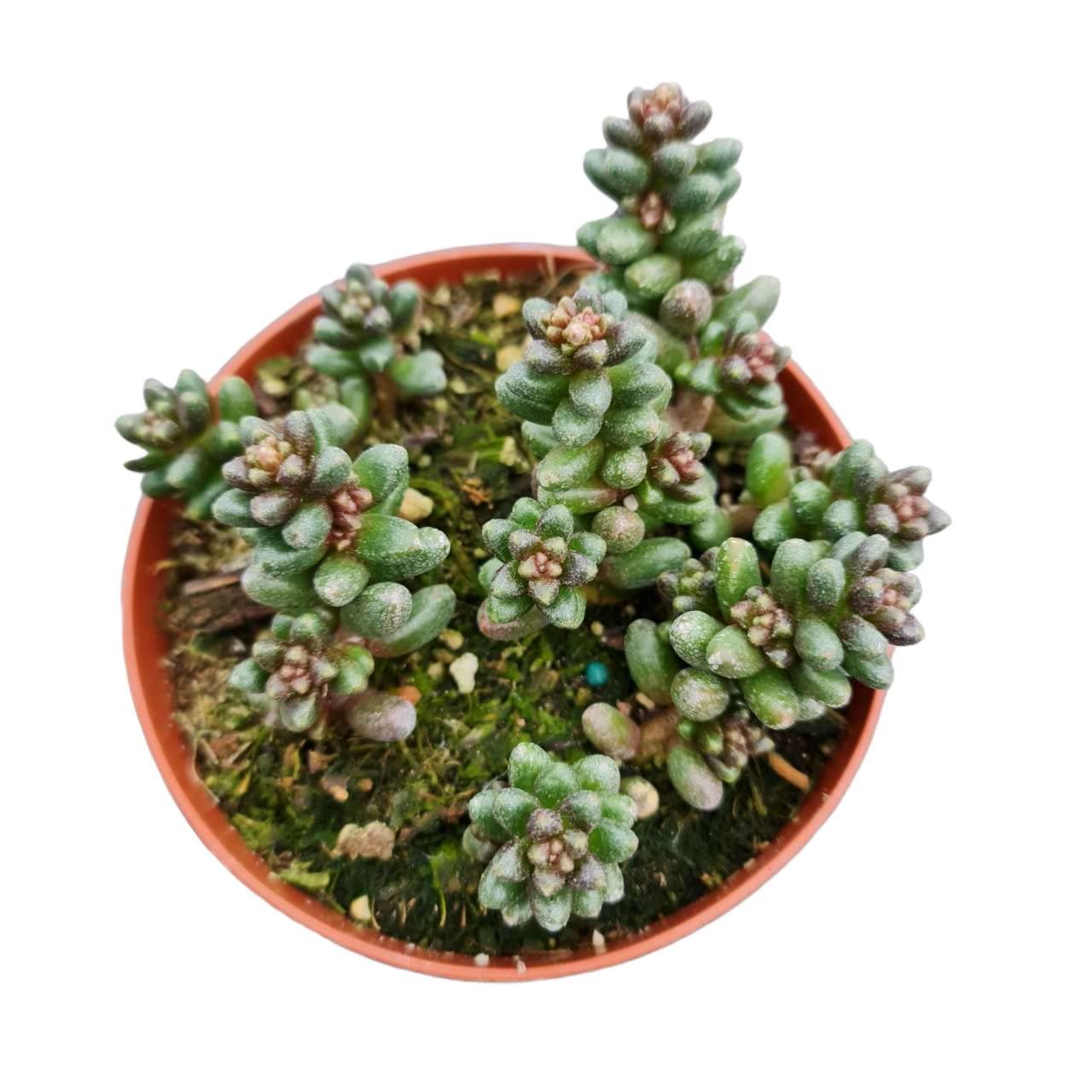 Live Cactus and Succulent plants for Home Office Decor - 4"Pot Sedum furfuraceum (Bonsai Sedum)