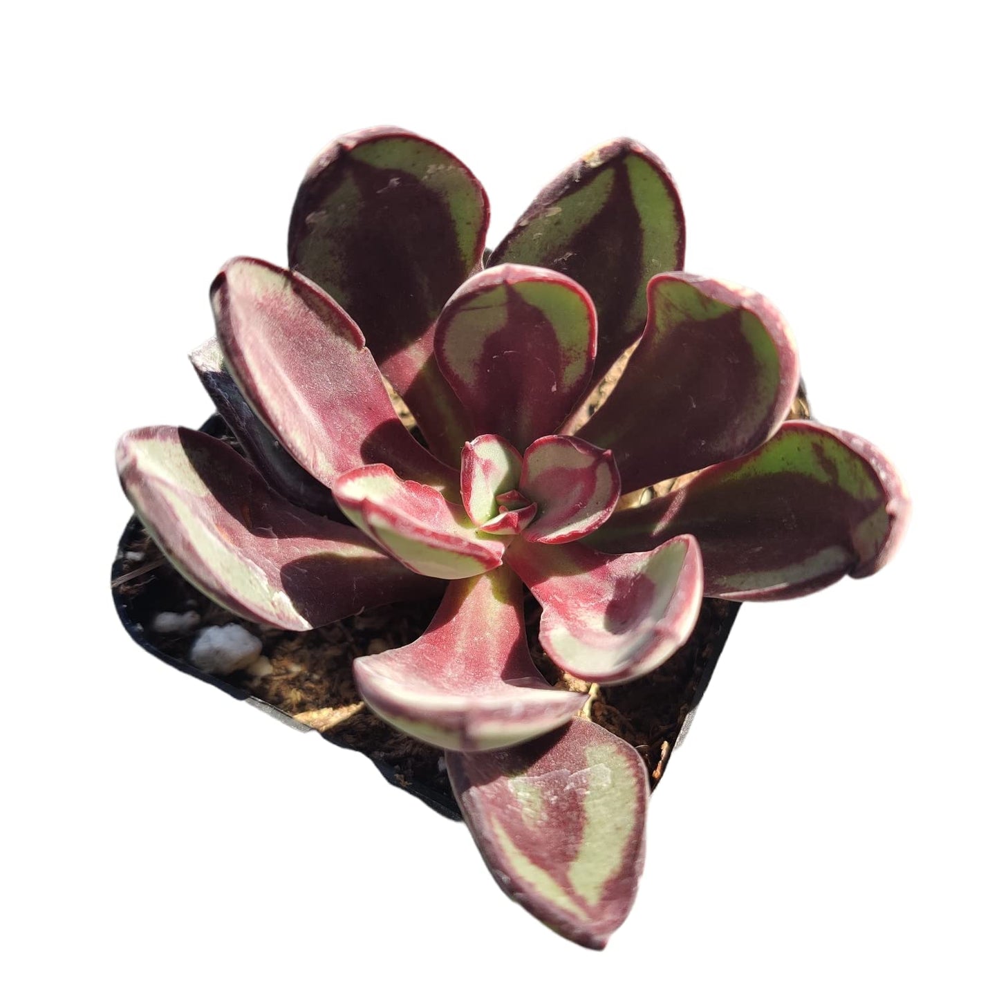 Live Succulent Cactus Plants for Home Office Decor - 2"pot Echeveria Nodulosa 'Painted Lady'