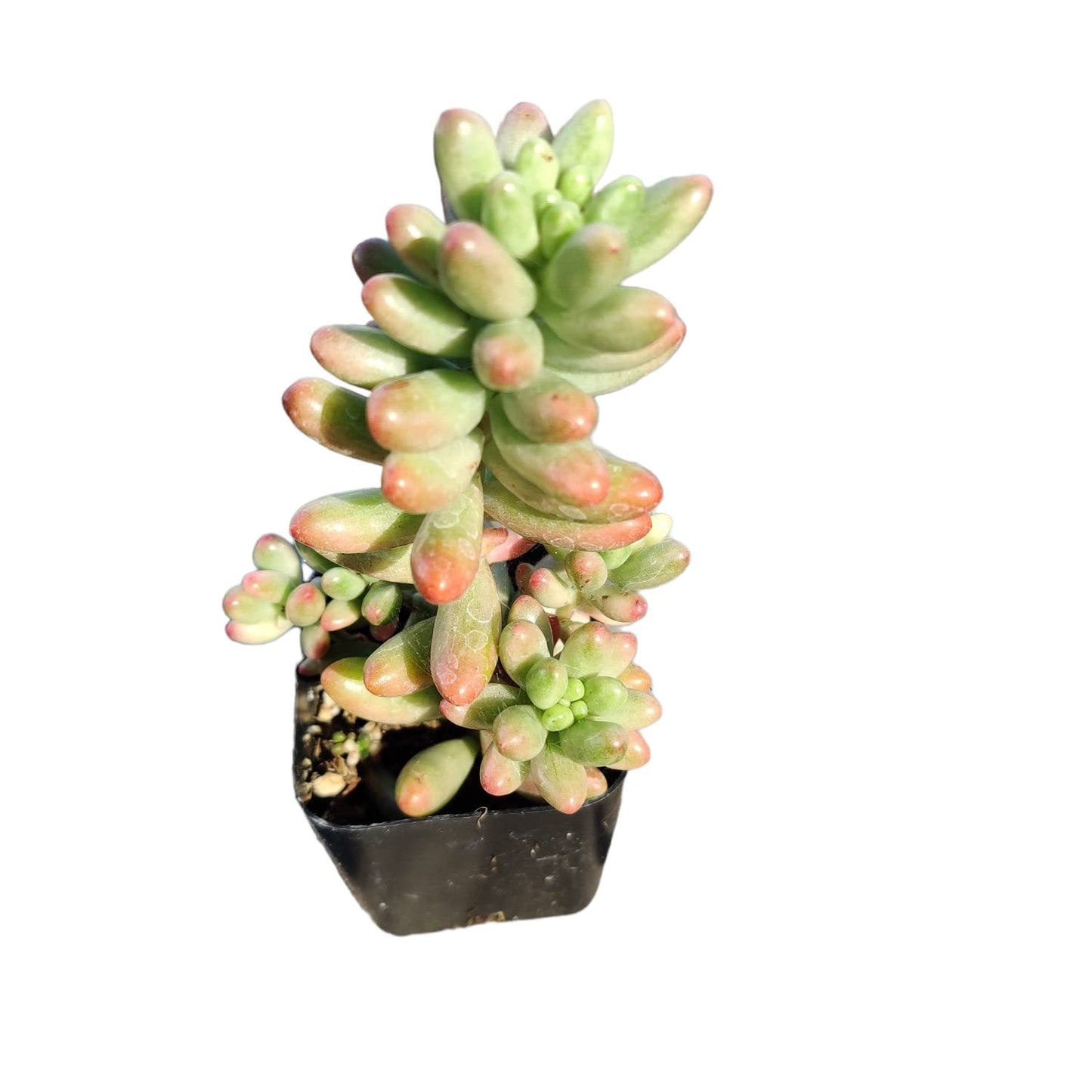 Live Succulent Cactus Plants for Home Office Decor - Variant 43
