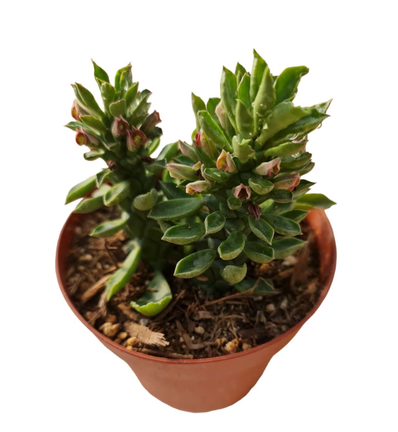 Live Cactus and Succulent plants for Home Office Decor - 4"pot Euphorbia guentheri