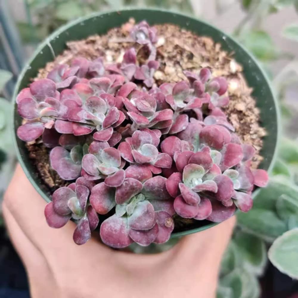 Live Cactus Succulent Plants for Home Decoration