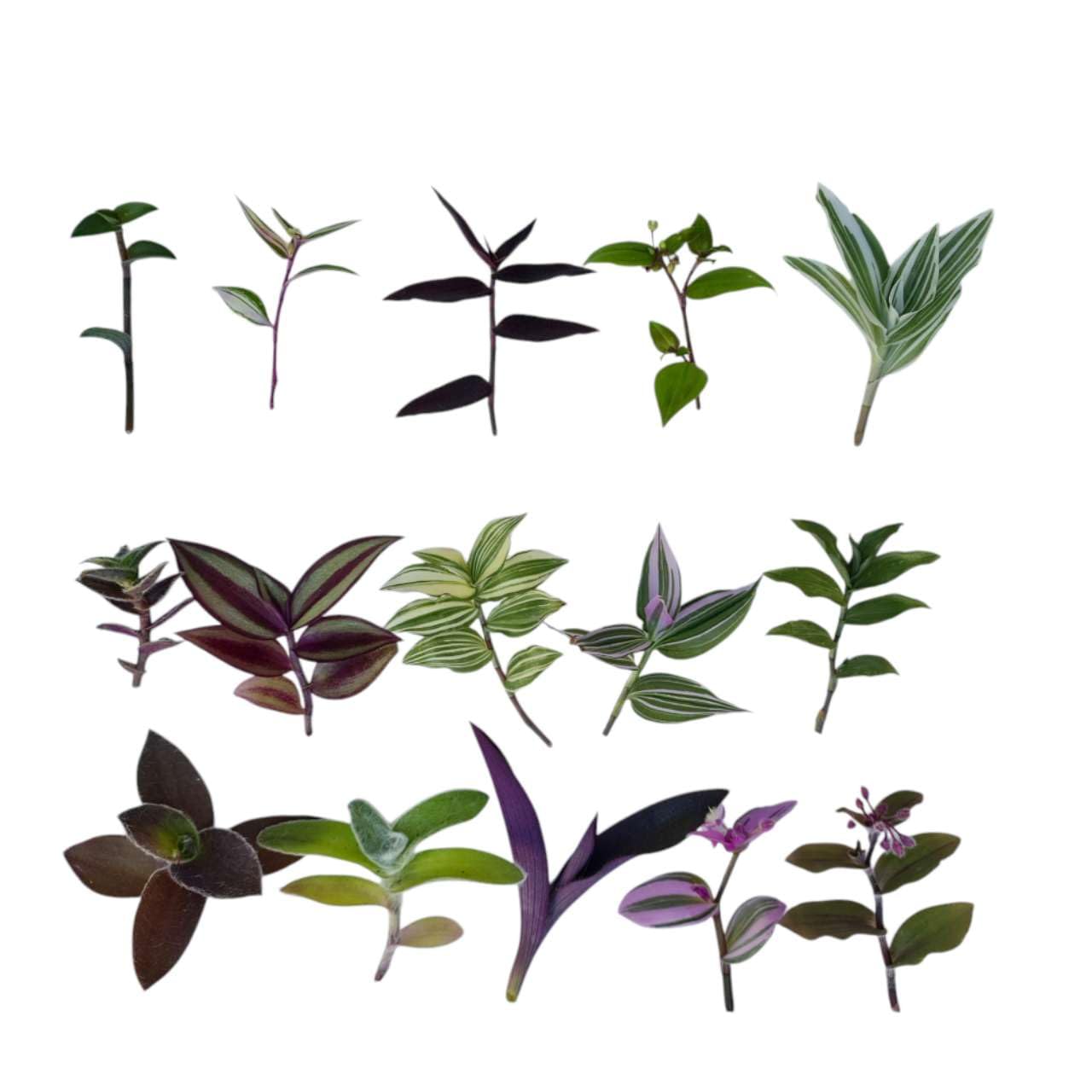 No Root Plant cuttings from USKC (3pc Tradescantia fluminensis variegata no Root cuttings) - 15 different types Wandering Jew leave cuttings #A