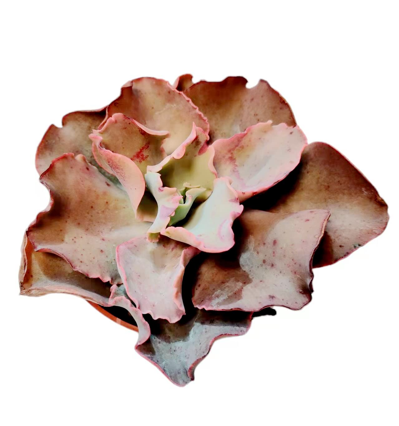 Live Cactus Succulent Plants for Home Decoration - 4"pot Echeveria Giant Blue