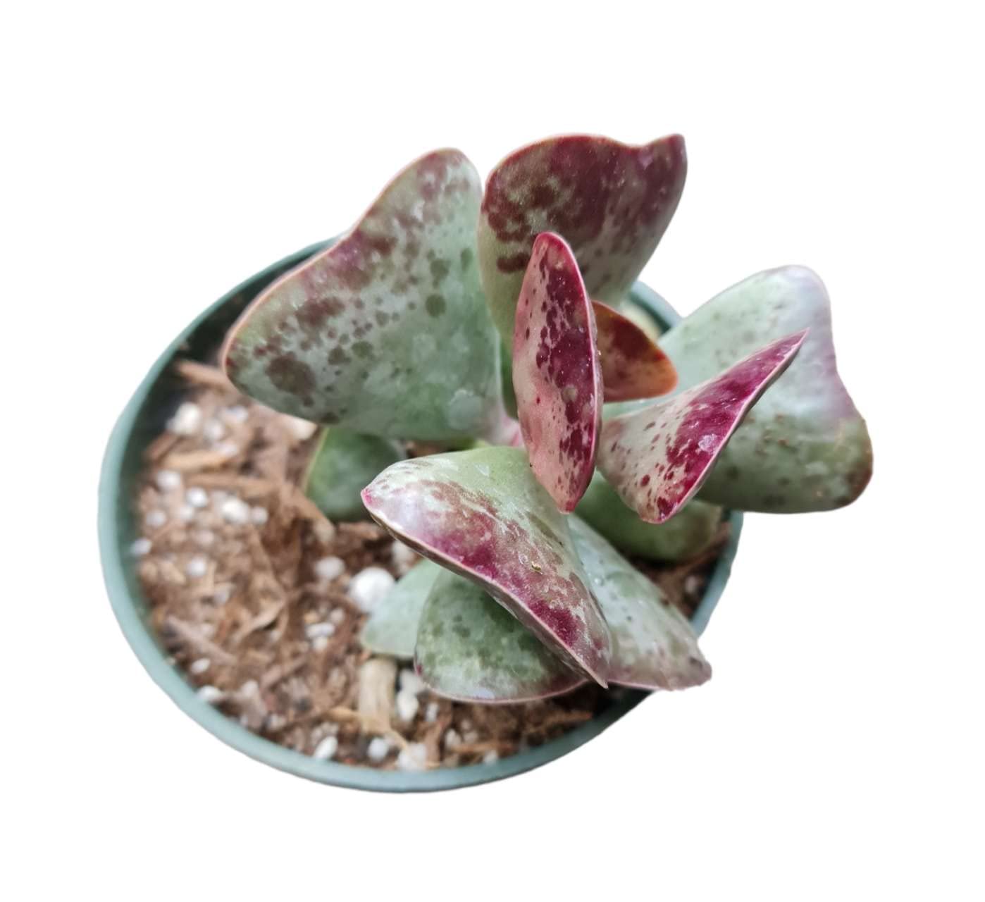Rare Live Succulent Cactus Plants for Home Office Decor (2" Pot Variegated Delosperma echinatum - Variegated Pickle Plant) - 4"pot Adromischus Triflorus 'Calico Hearts'