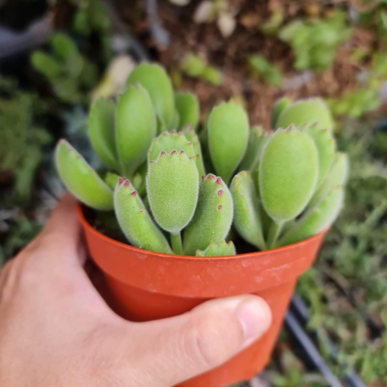 USKC Live Succulent plants Cotyledon tomentosa Bear's paw (4"pot non variegated) - Variant 2