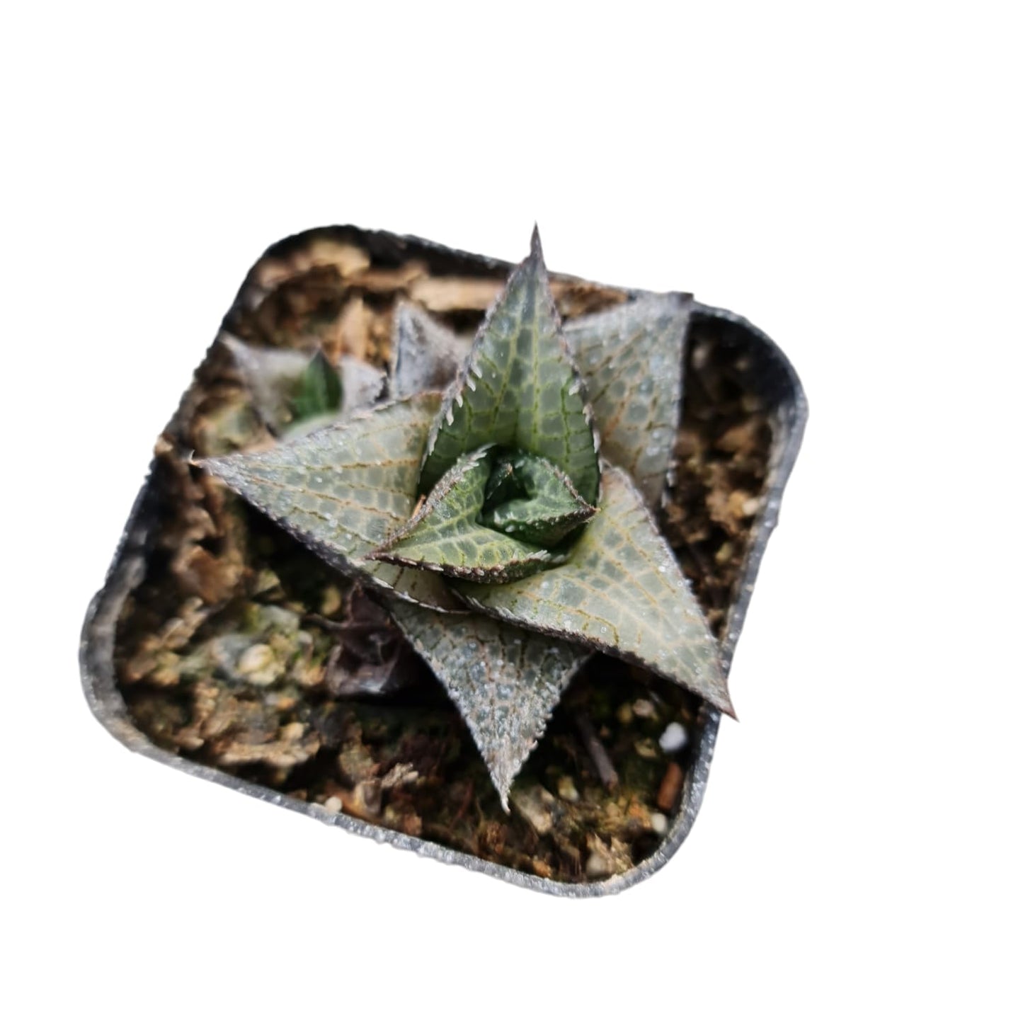 Live Haworthia Plants for Home Office Decor - 2"pot Haworthia Tessellata