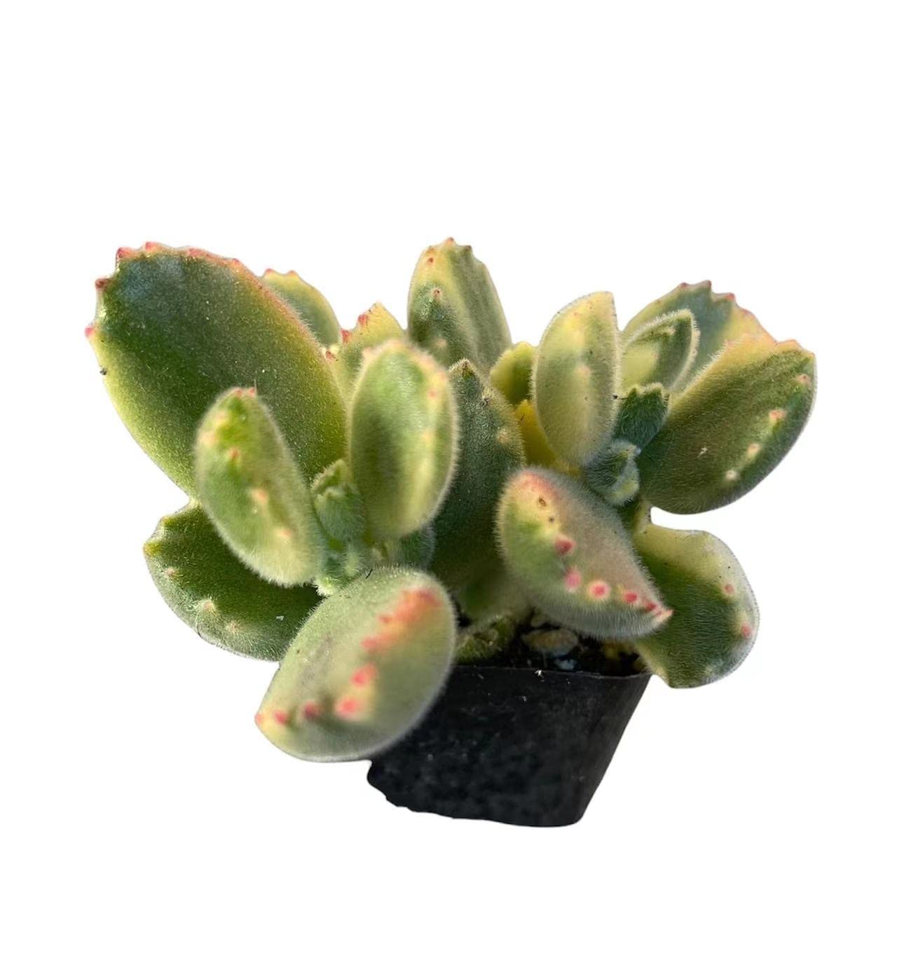 Live Succulent Cactus Plants from USKC (2" Pot) (Euphorbia Mammillaris Variegata) - Cotyledon tomentosa "Bear's Paw" Variegata