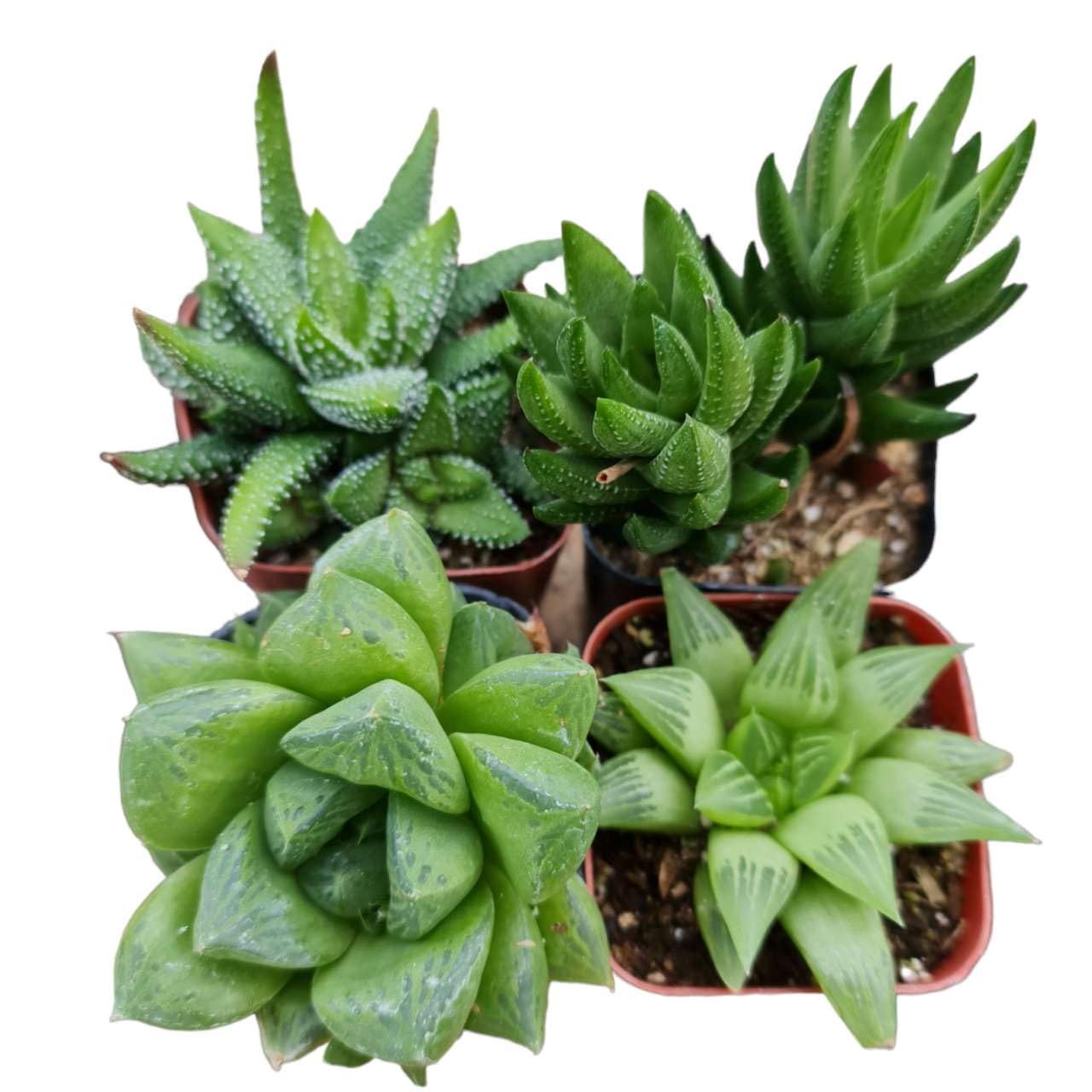 Live Succulent Cactus Plants Collection for Home Decor - 2"Pot Haworthia 4PK random types