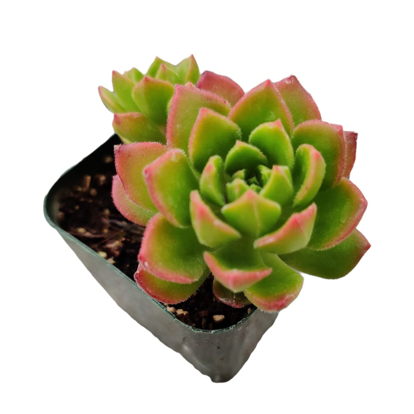 Live Succulent Cactus Plants for Home Office Decor - 2"pot Sedeveria 'Letizia'