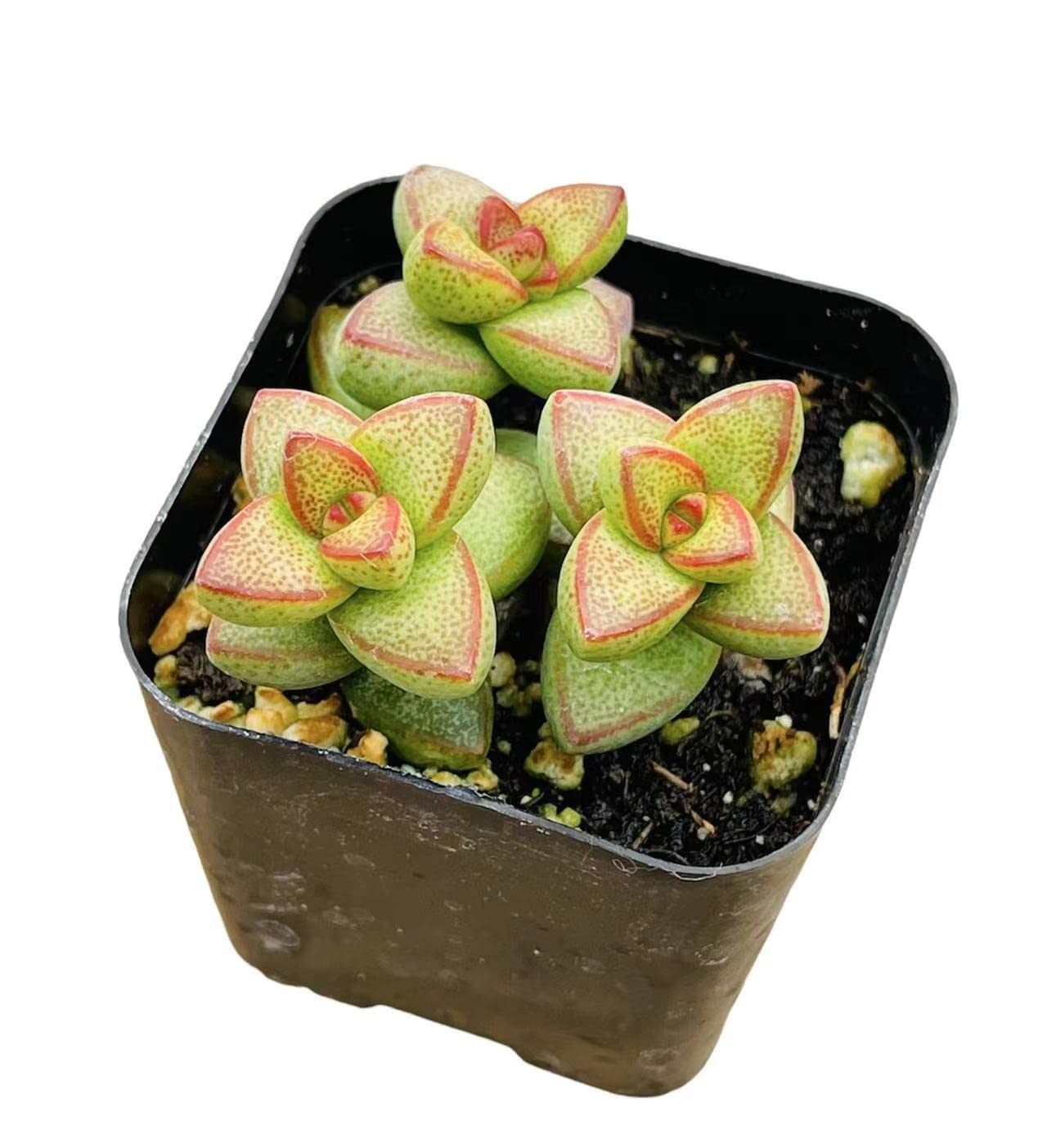 Live Succulent Cactus Plants for Home Office Decor - 2"pot Crassula Brevifolia