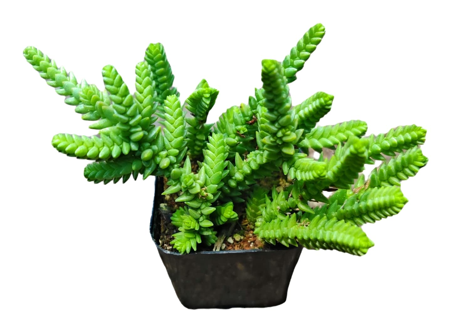 Live Crassula Plants for Home Decor - 2"pot Watch Chain