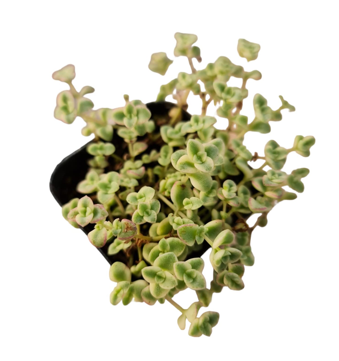 Live Sedum plants Succulent plants for Home Decor - 2"pot Little Missy