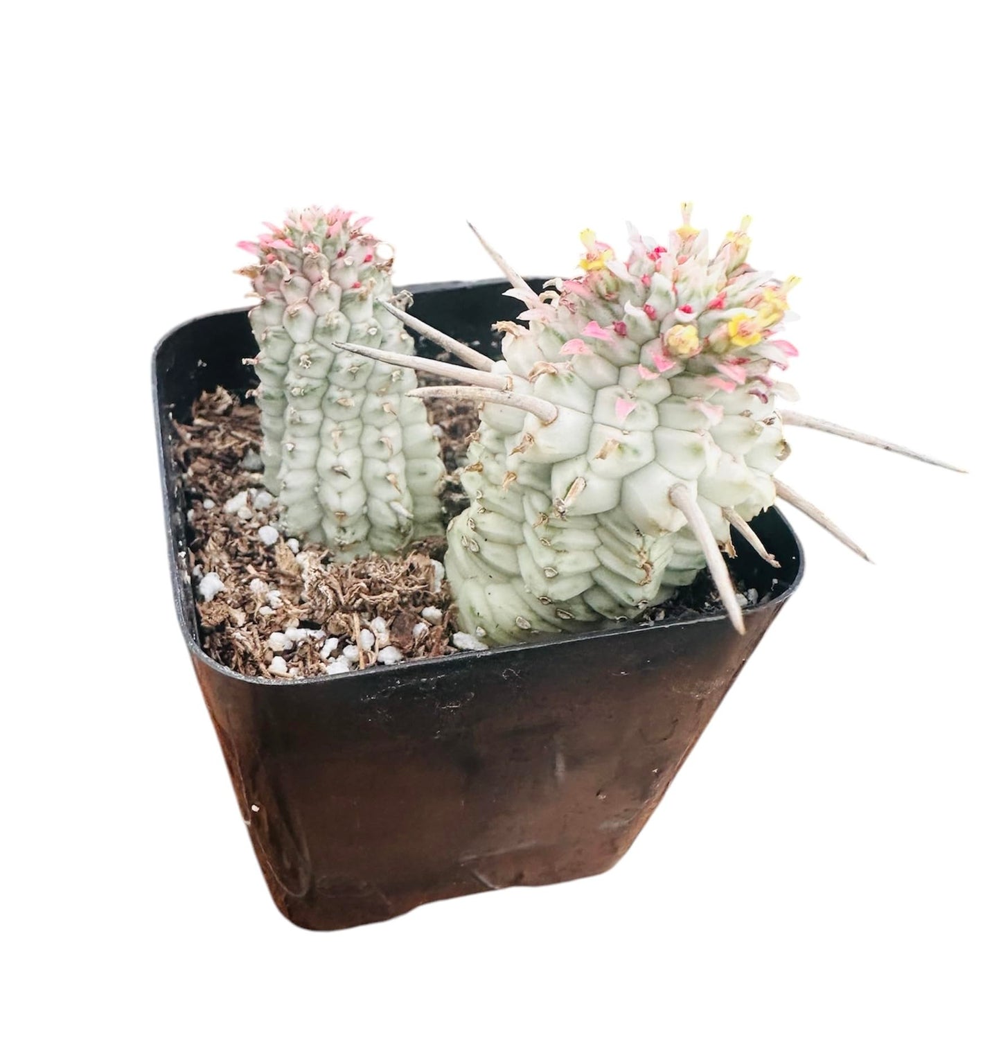 Live Succulent Cactus Plants from USKC (2" Pot) (Euphorbia Mammillaris Variegata) - Euphorbia Mammillaris Variegata