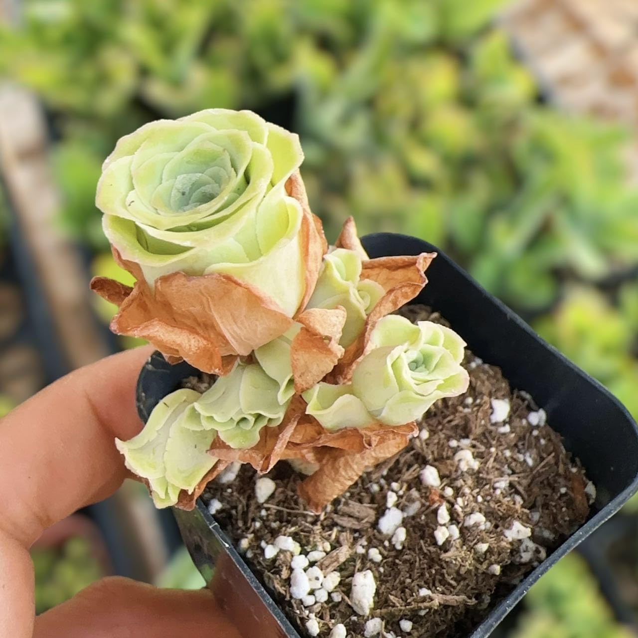 Rare Live Succulent Cactus Plants for Home Office Decor (2" Pot Variegated Delosperma echinatum - Variegated Pickle Plant) - Variant 20