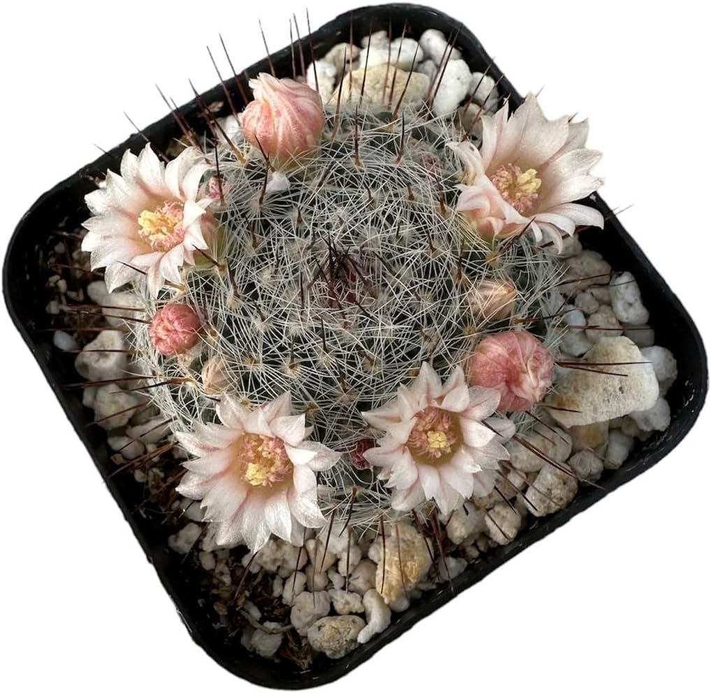 Live Mammillaria Cactus Plants Collection for Home Decor 2"pot