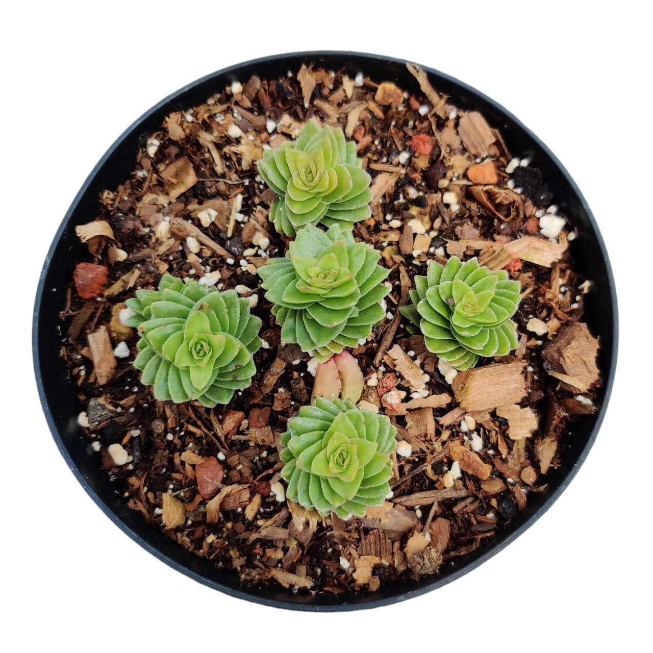 Live Succulent Cactus Plants for Home Office Decor - Variant 56