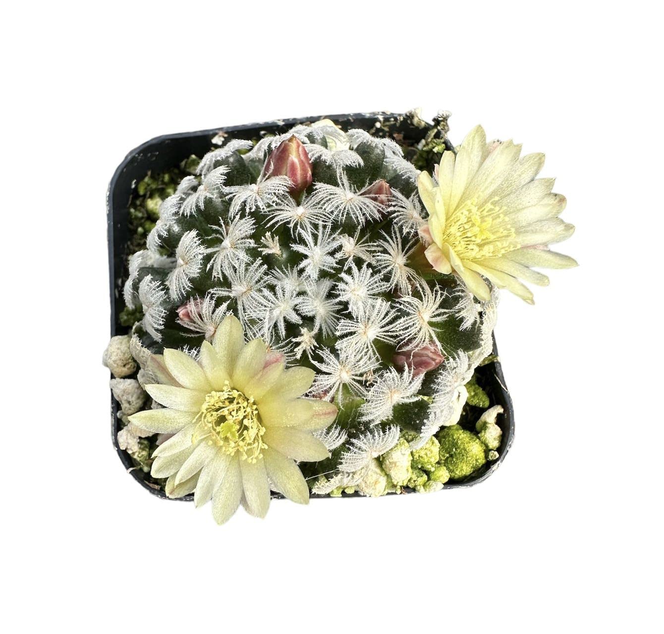 Live Cactus and Succulent plants for Home Office Decor