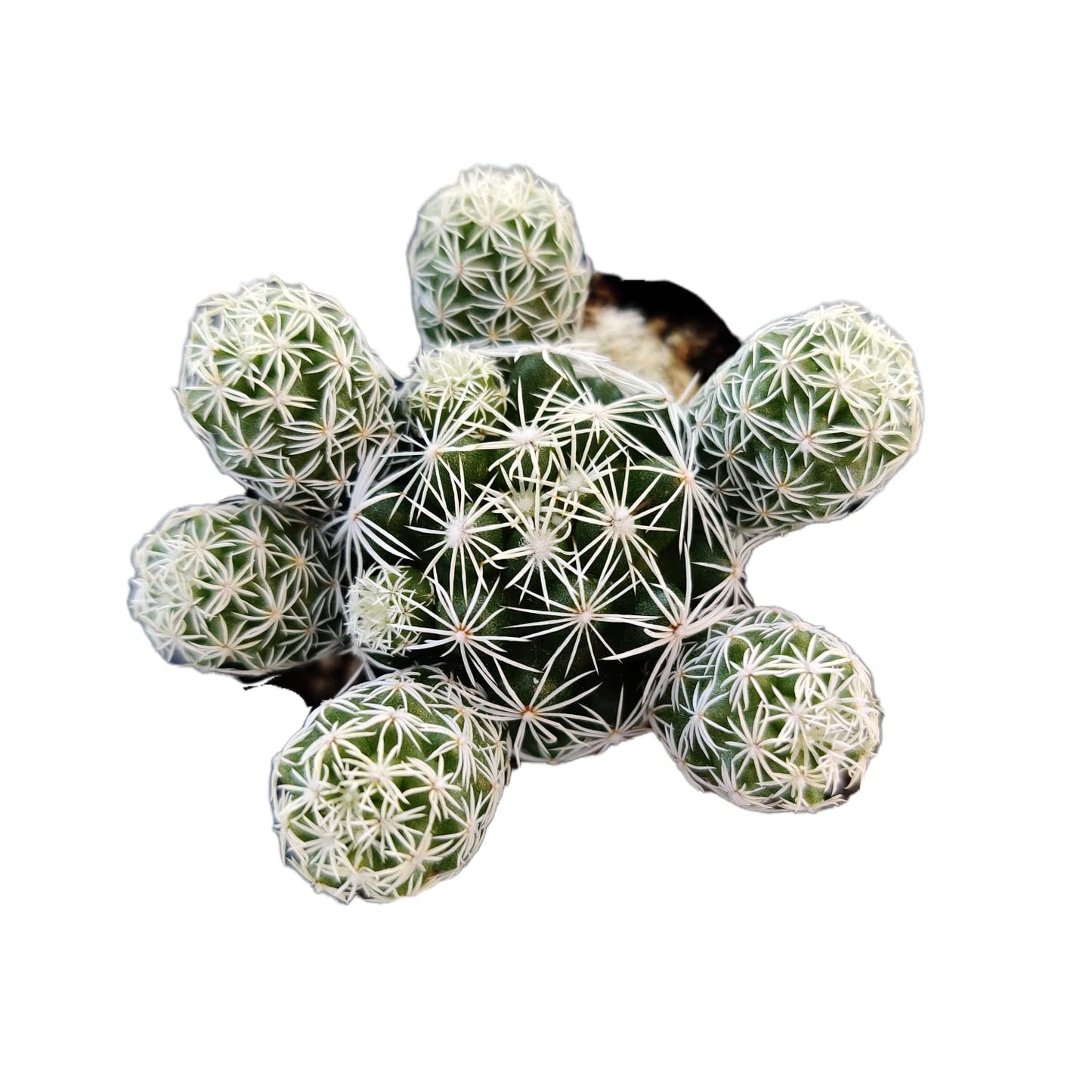 Live Succulent Cactus Plants from USKC (2" Pot) (Euphorbia Mammillaris Variegata) - Mammillaria Gracilis Fragilis 'Thimble Cactus'