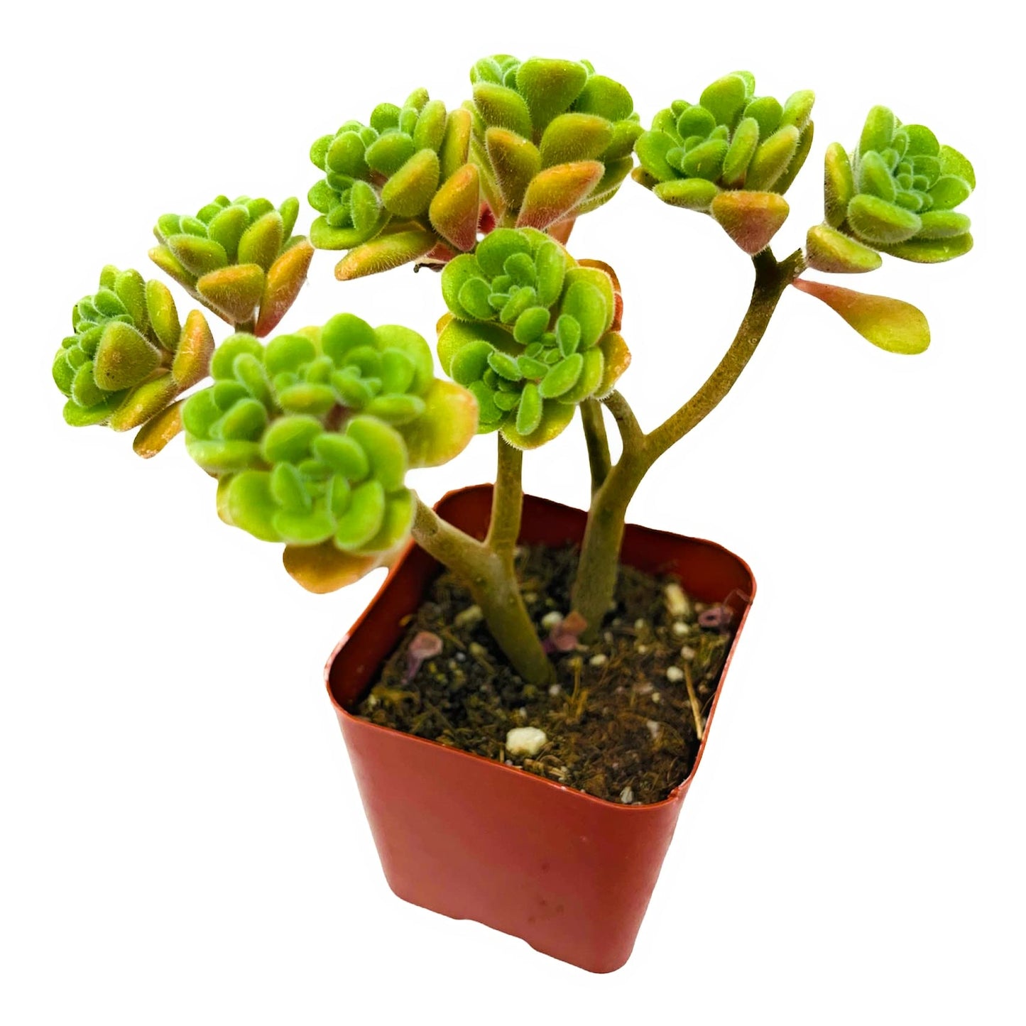 Live Succulent Cactus Plants (2" Pot Crassula Estagnol Spiralis) - Variant 40