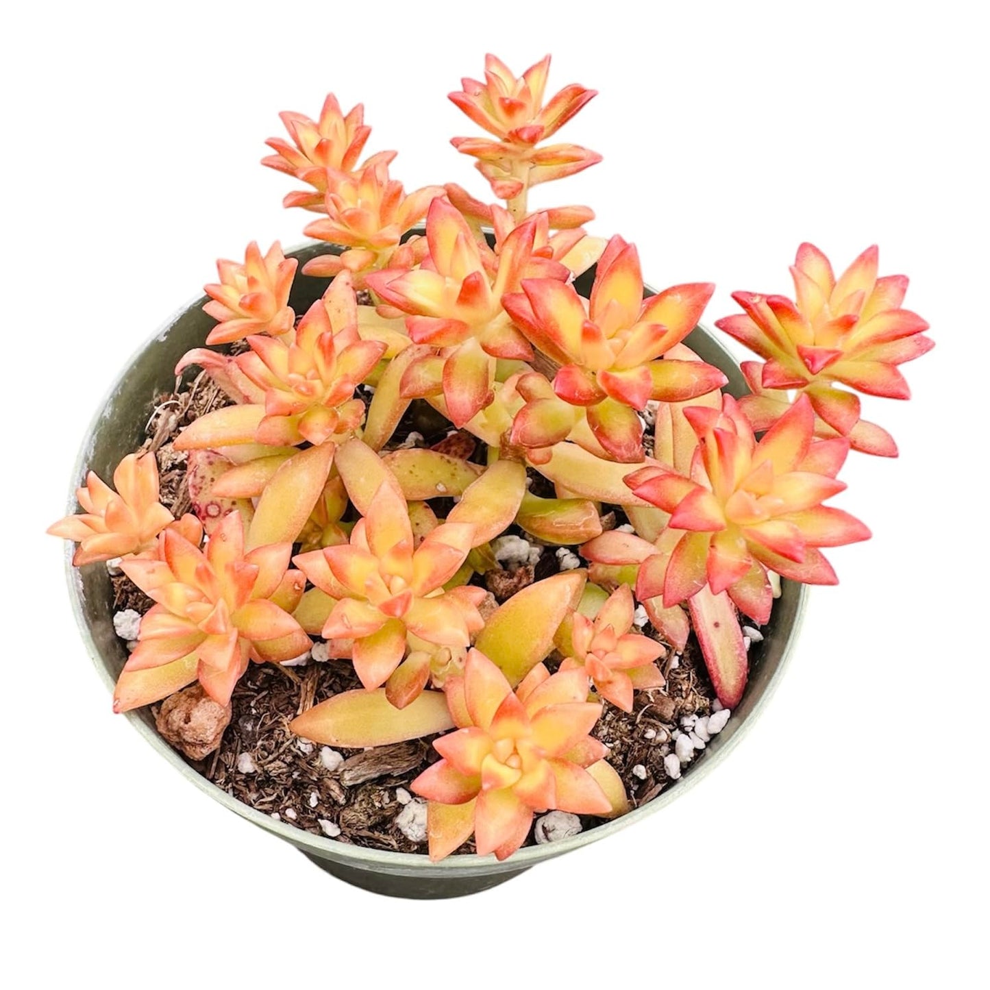 Live Sedum plants Succulent plants for Home Decor - 4"pot Sedum adolphii 'Shooting Stars'