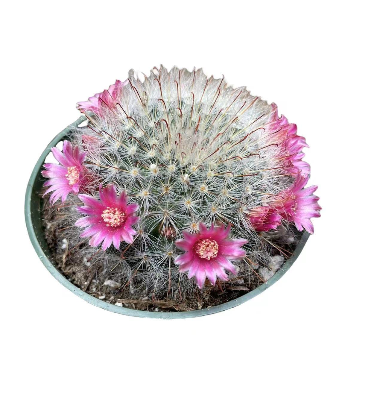 Live Cactus plants for Home Office Decoration - 4"pot Mammillaria Bocasana