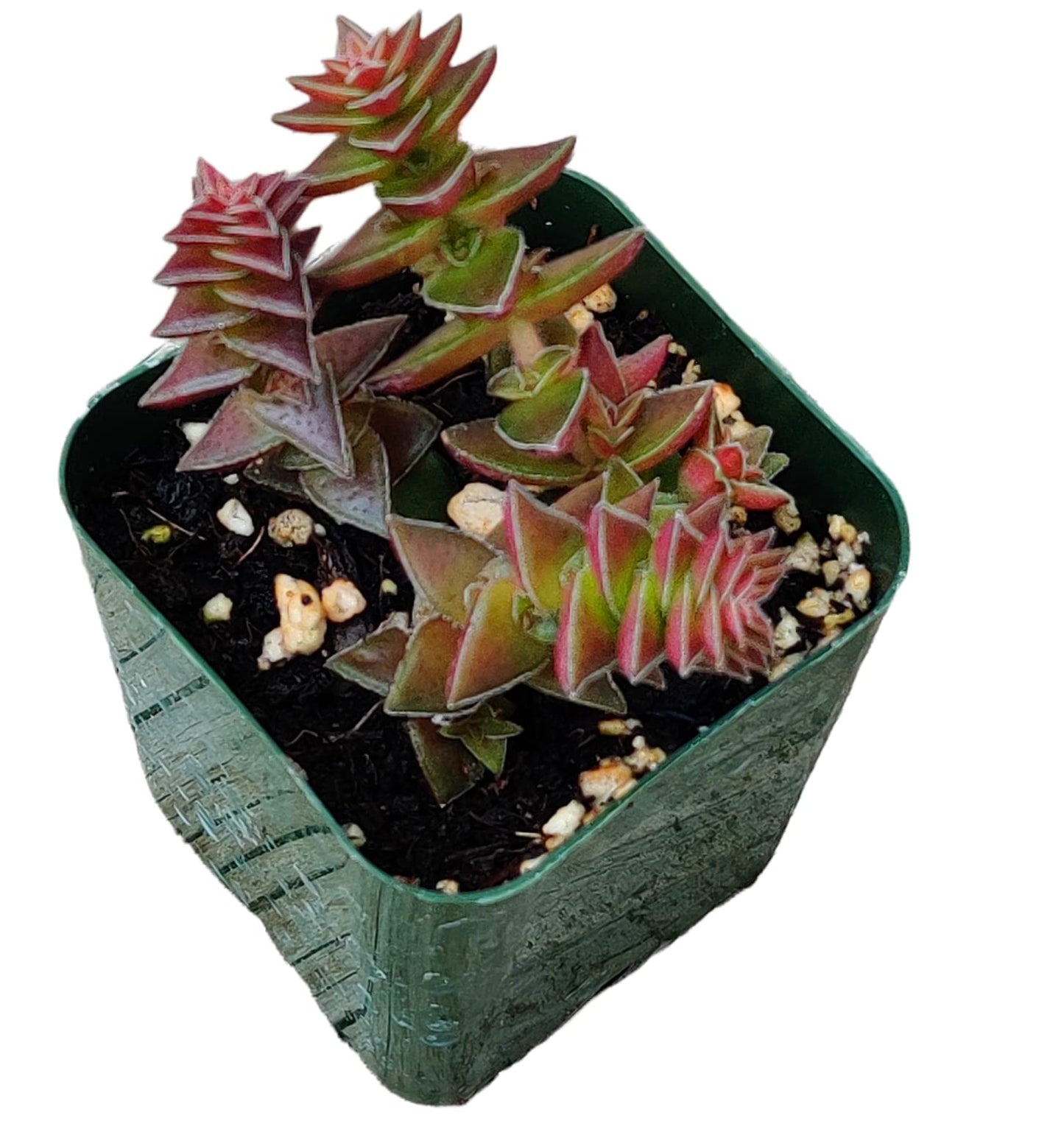 Live Succulent Cactus Plants for Home Office Decor - 2"pot Crassula Tabularis Pagoda