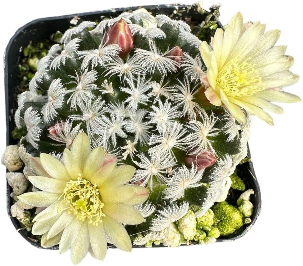Live Mammillaria Cactus Plants Collection for Home Decor 2"pot - Duwei