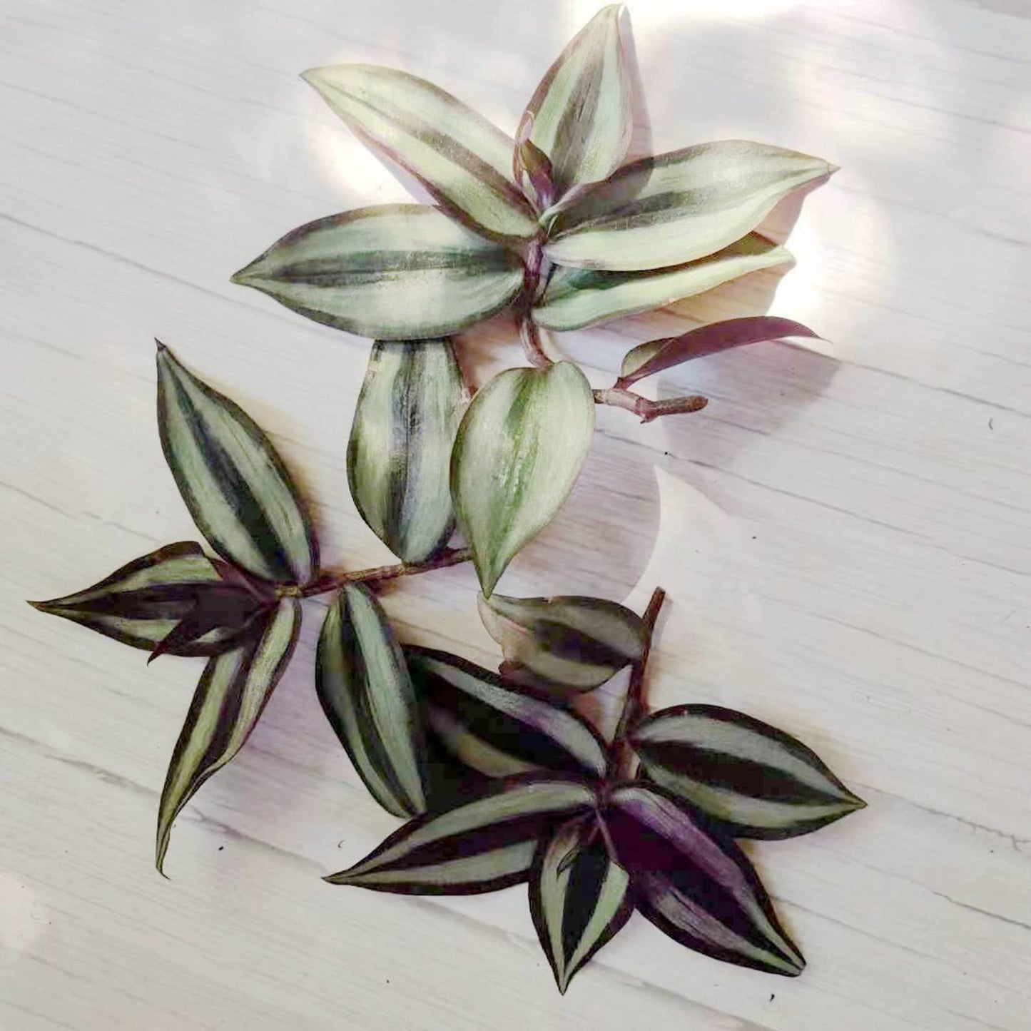 No Root Plant cuttings from USKC (3pc Tradescantia fluminensis variegata no Root cuttings) - 3pcs Tradescantia ' Zebrina' no root cuttings